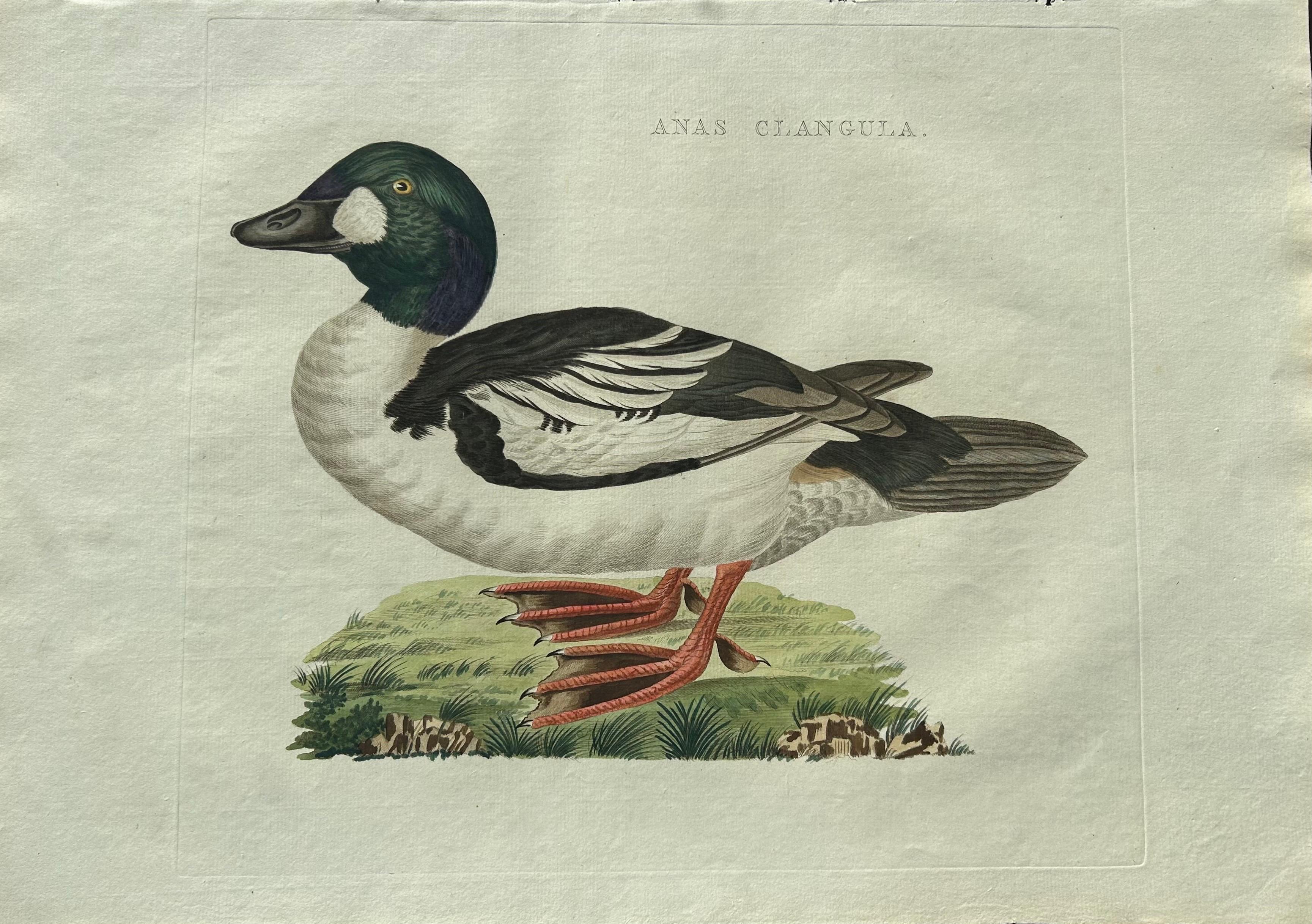Paper Common Goldeneye Duck – Antique Bird Engraving by Nozeman and Sepp, 1809 For Sale