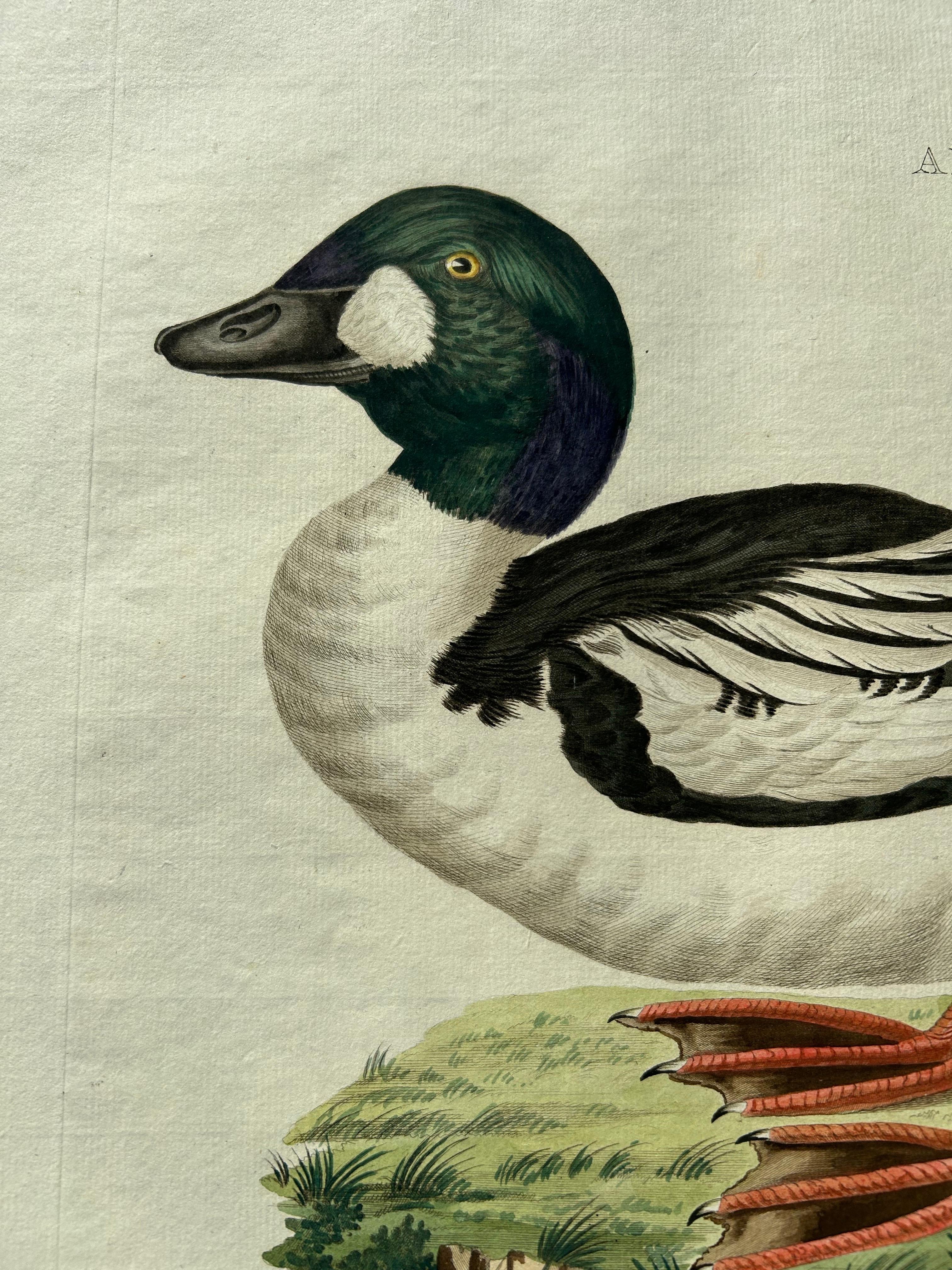 Common Goldeneye Duck – Antique Bird Engraving by Nozeman and Sepp, 1809 In Good Condition For Sale In Langweer, NL