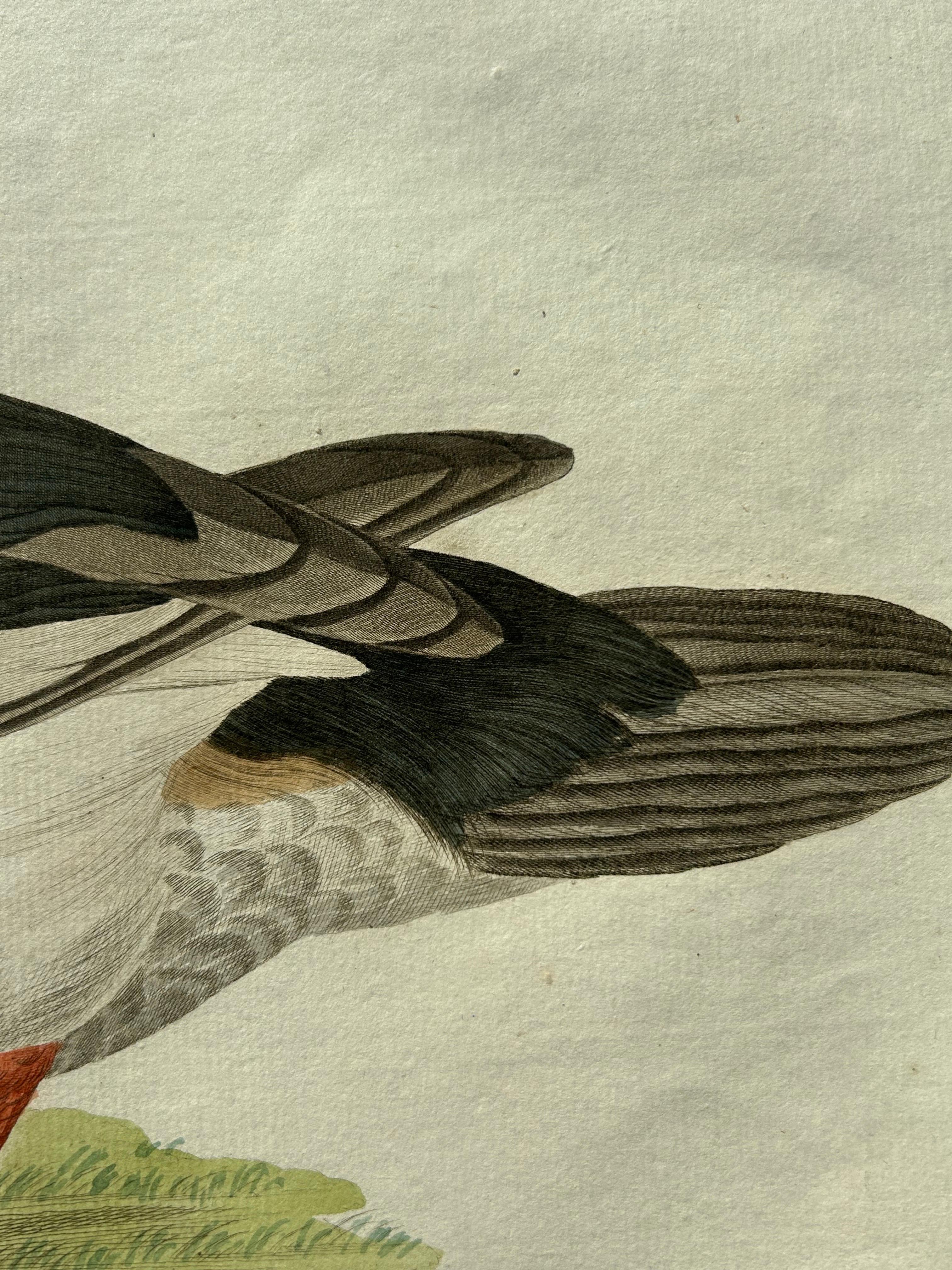 19th Century Common Goldeneye Duck – Antique Bird Engraving by Nozeman and Sepp, 1809 For Sale