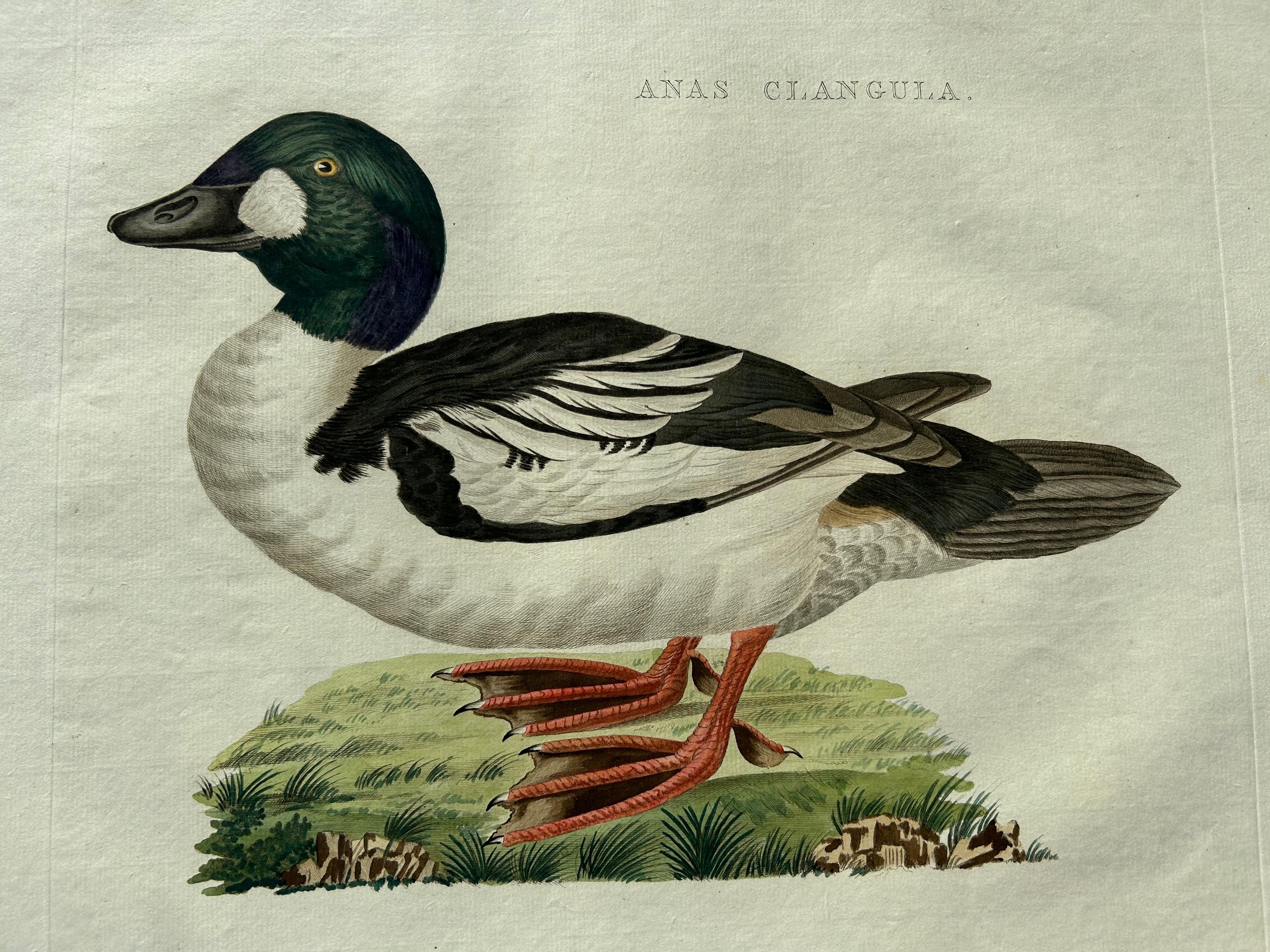 Dutch Common Goldeneye Duck – Antique Bird Engraving by Nozeman and Sepp, 1809 For Sale