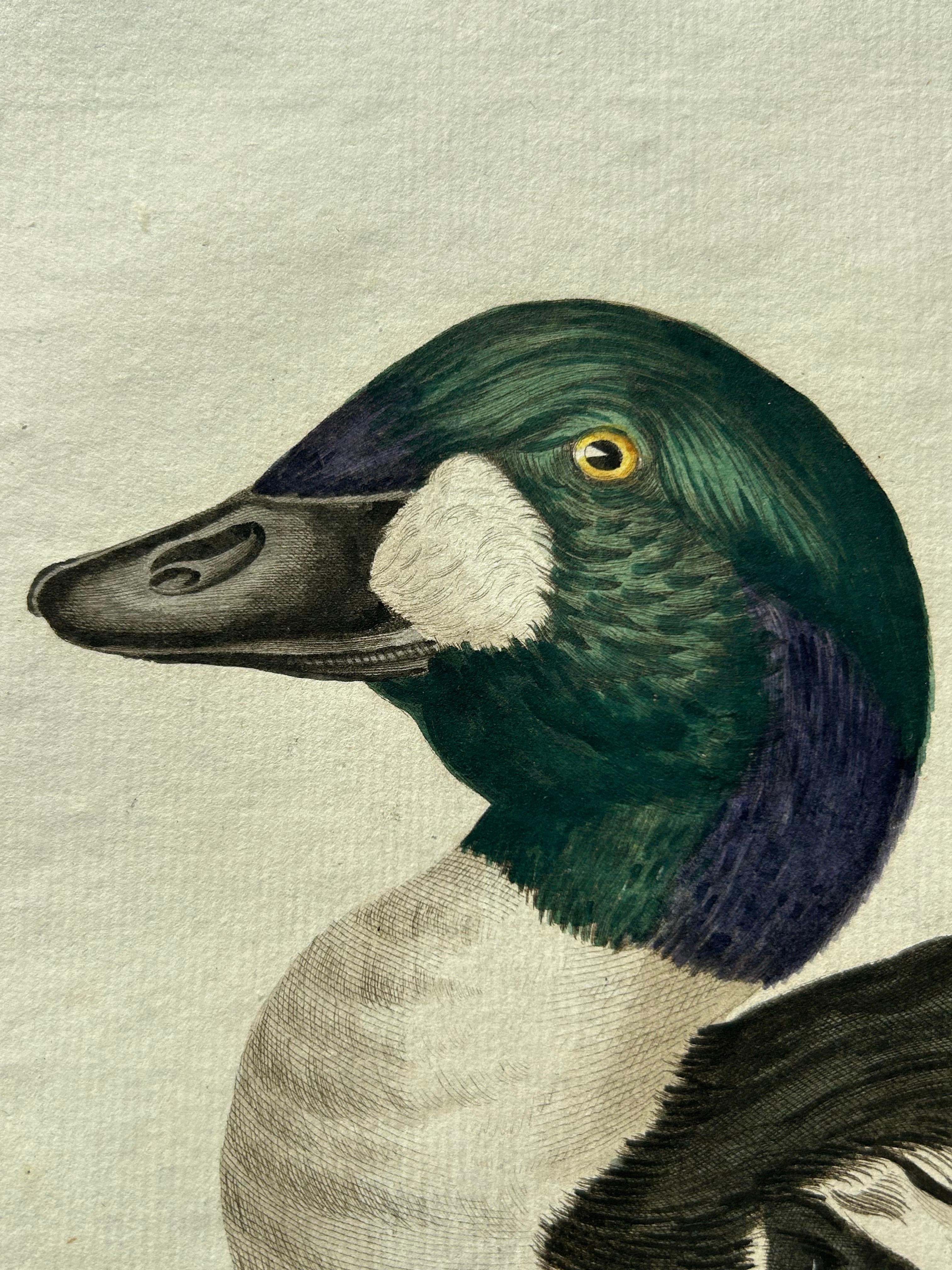 Common Goldeneye Duck – Antique Bird Engraving by Nozeman and Sepp, 1809 For Sale 1