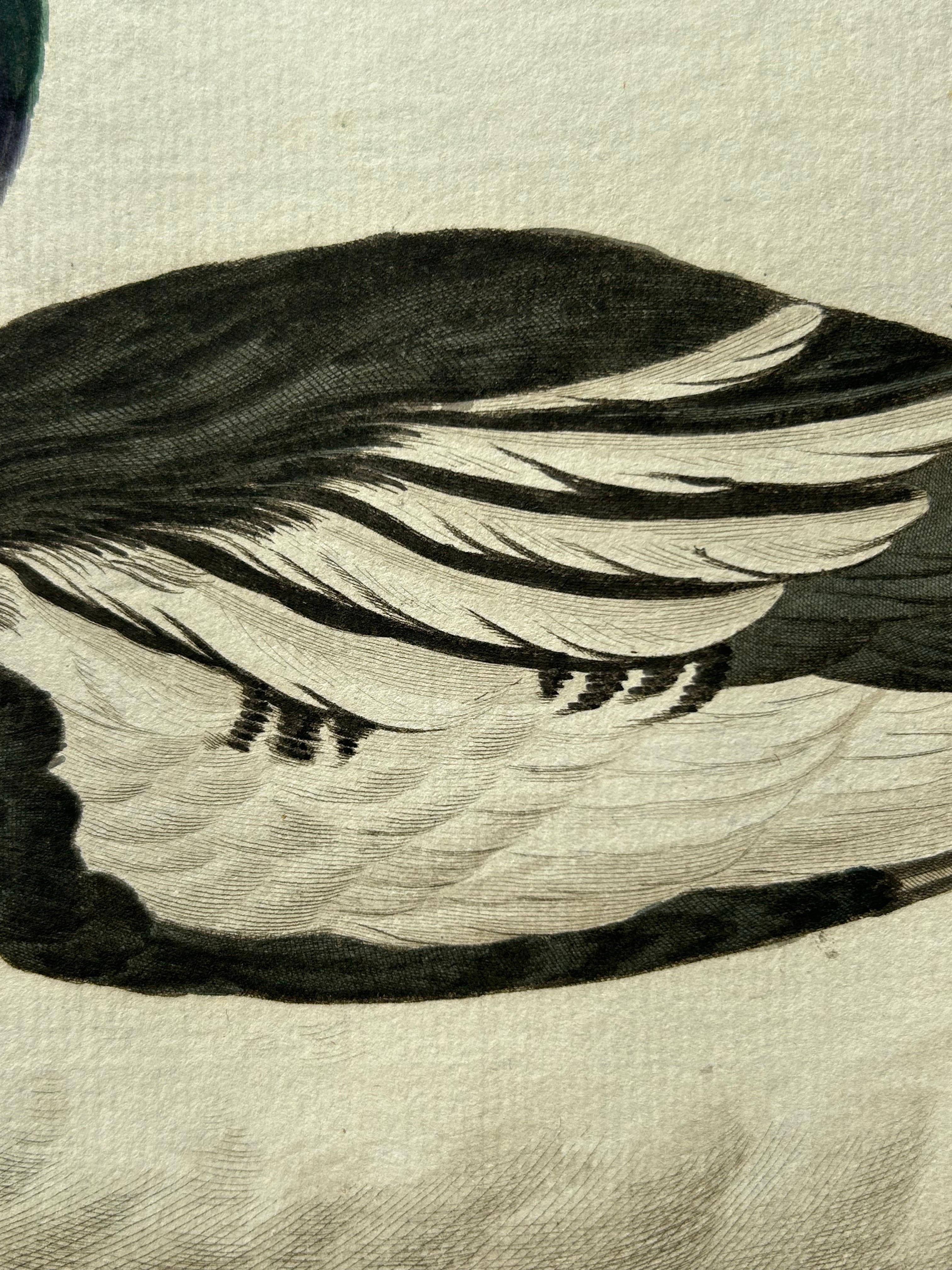 Common Goldeneye Duck – Antique Bird Engraving by Nozeman and Sepp, 1809 For Sale 2