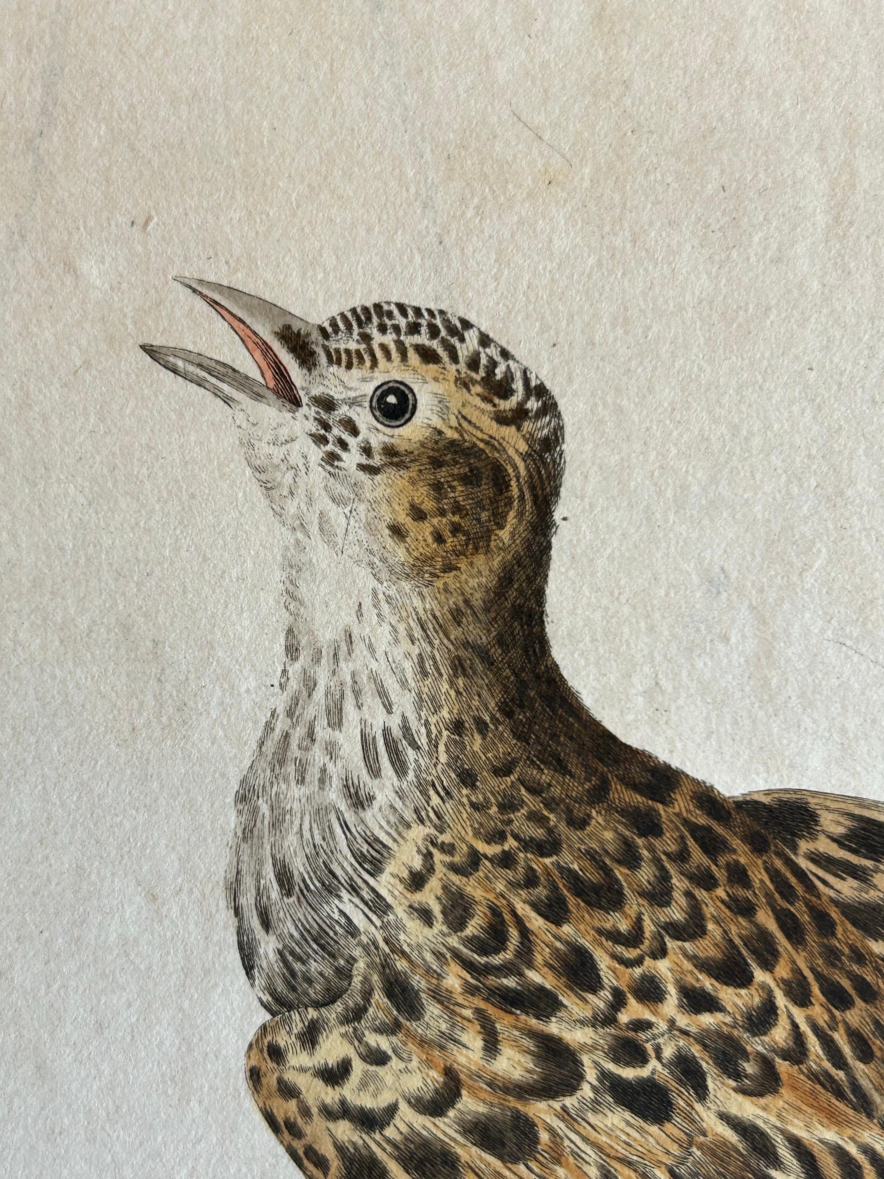 19th Century Eurasian Skylark – Antique Bird Engraving by Nozeman and Sepp, 1809 For Sale