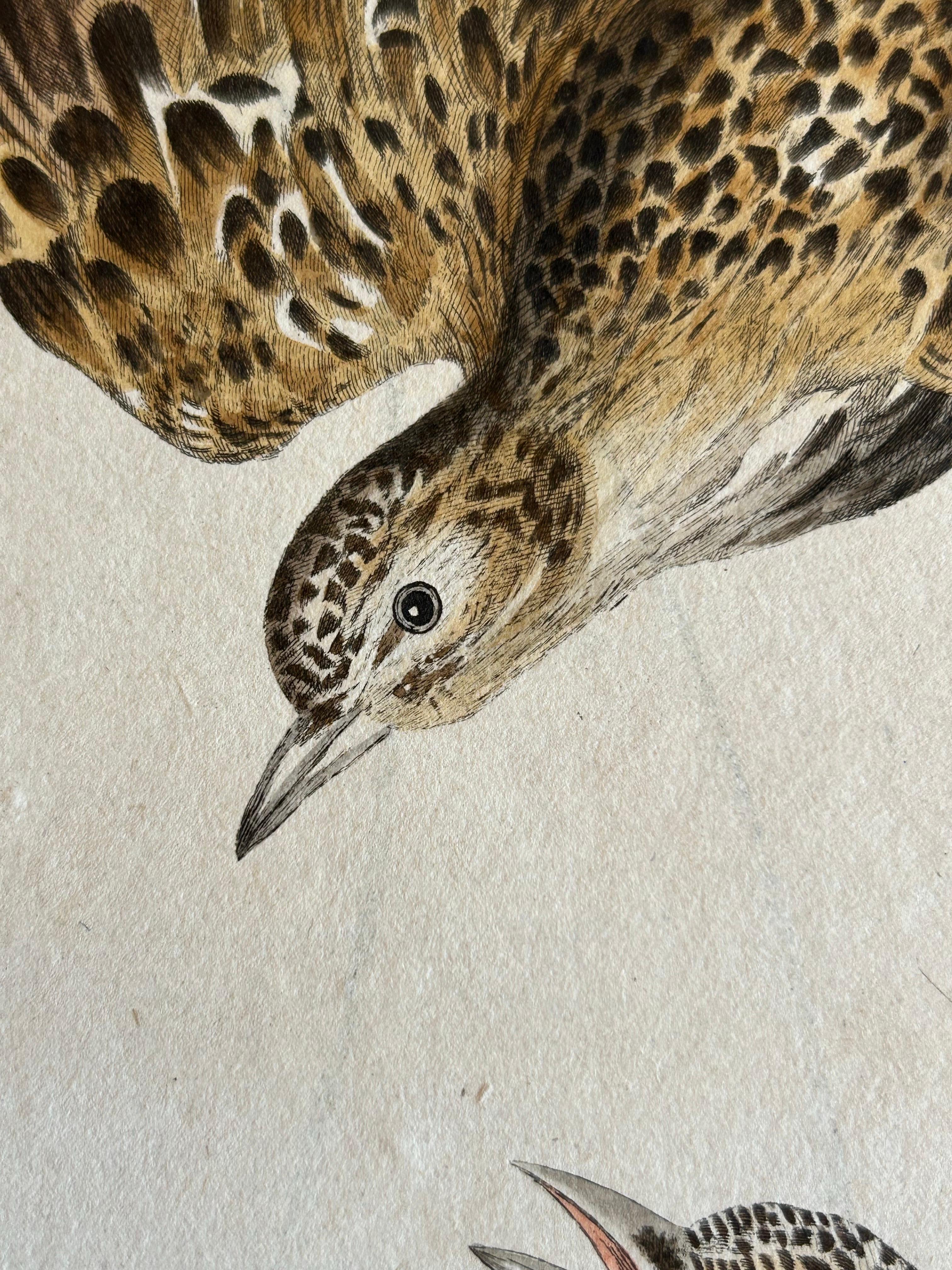 Eurasian Skylark – Antique Bird Engraving by Nozeman and Sepp, 1809 For Sale 1
