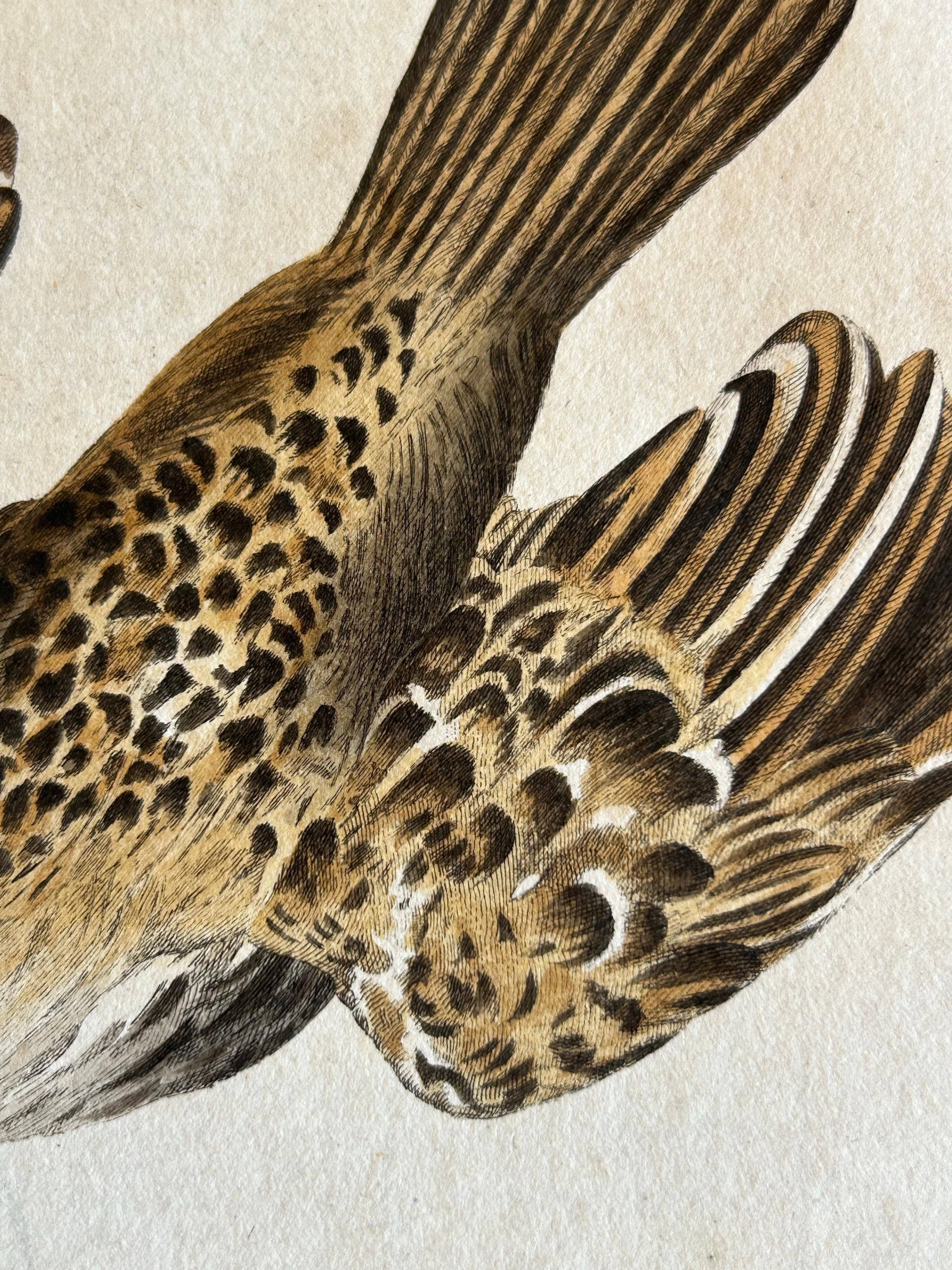 Eurasian Skylark – Antique Bird Engraving by Nozeman and Sepp, 1809 For Sale 2