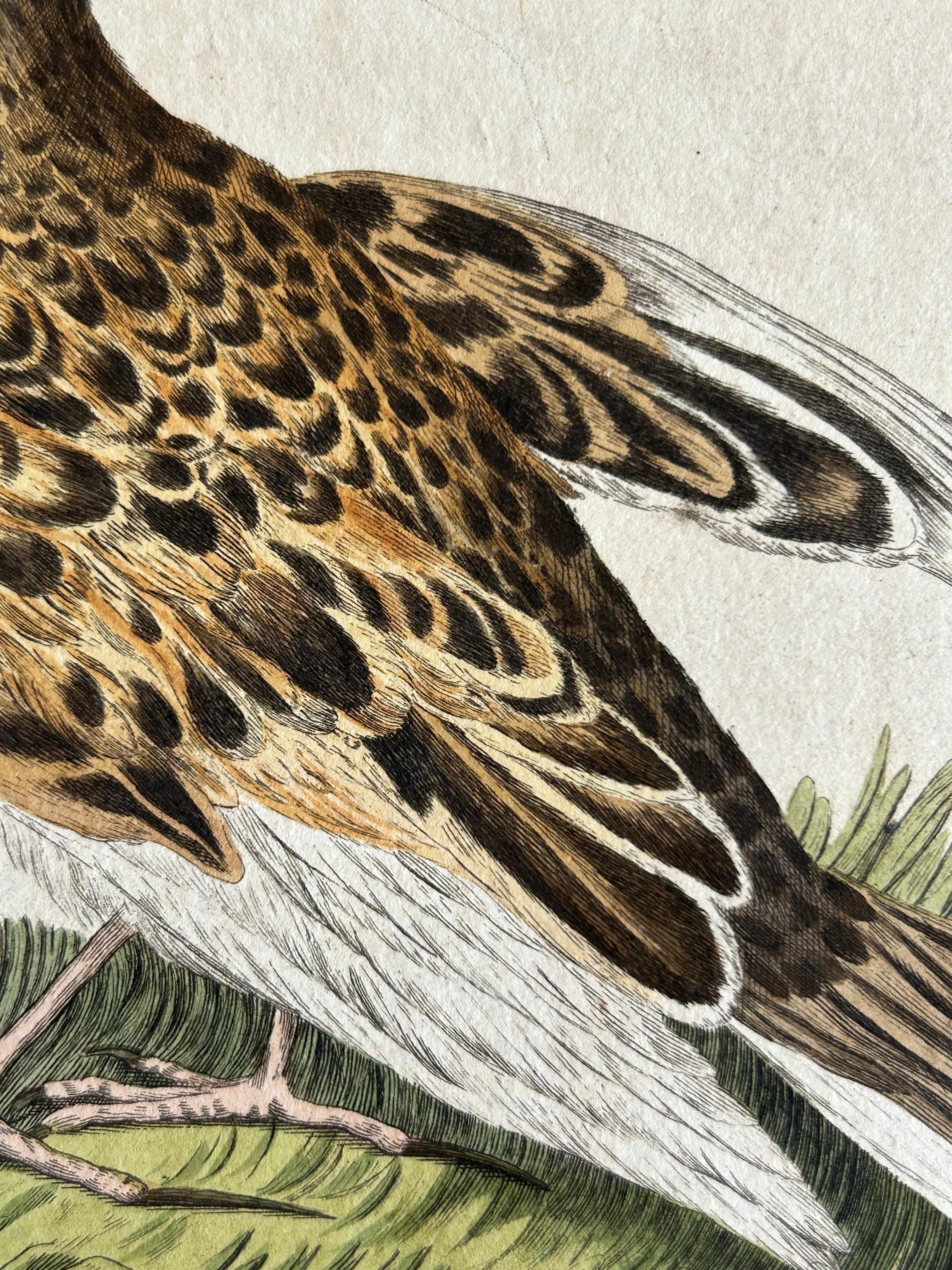 Paper Eurasian Skylark – Antique Bird Engraving by Nozeman and Sepp, 1809 For Sale