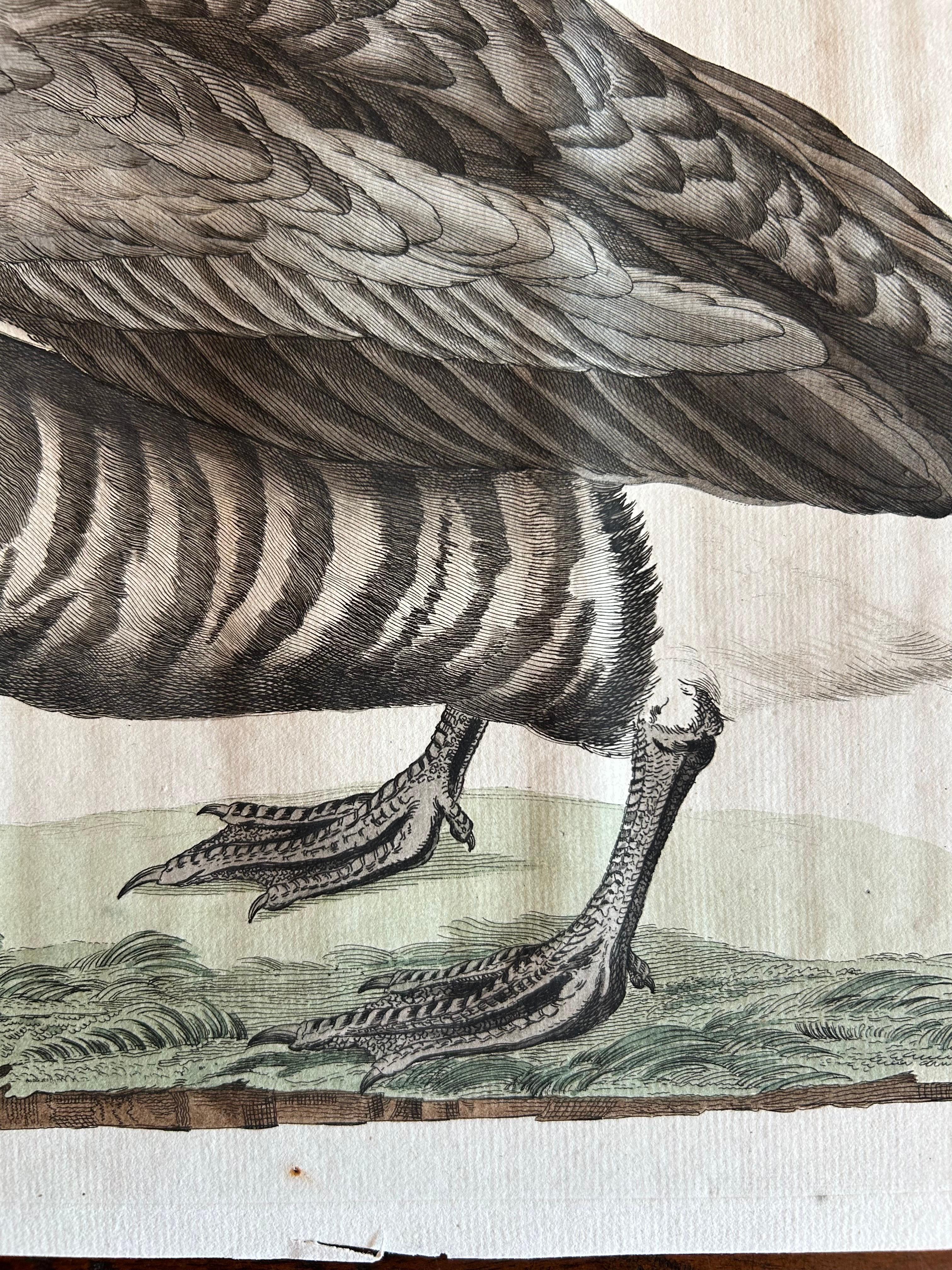 Brent Goose – Antique Bird Engraving by Nozeman and Sepp, 1789 For Sale 1