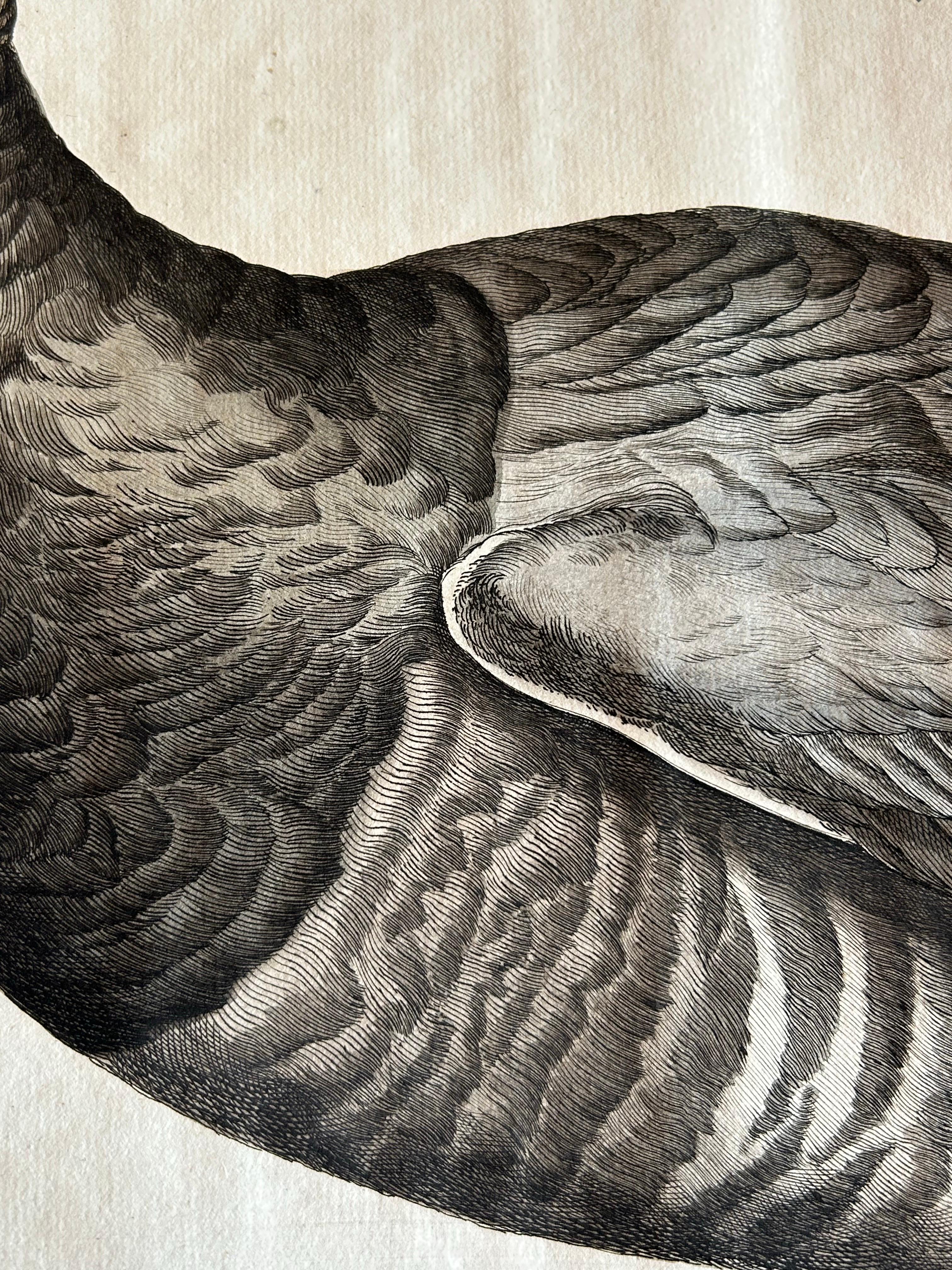 Brent Goose – Antique Bird Engraving by Nozeman and Sepp, 1789 For Sale 3