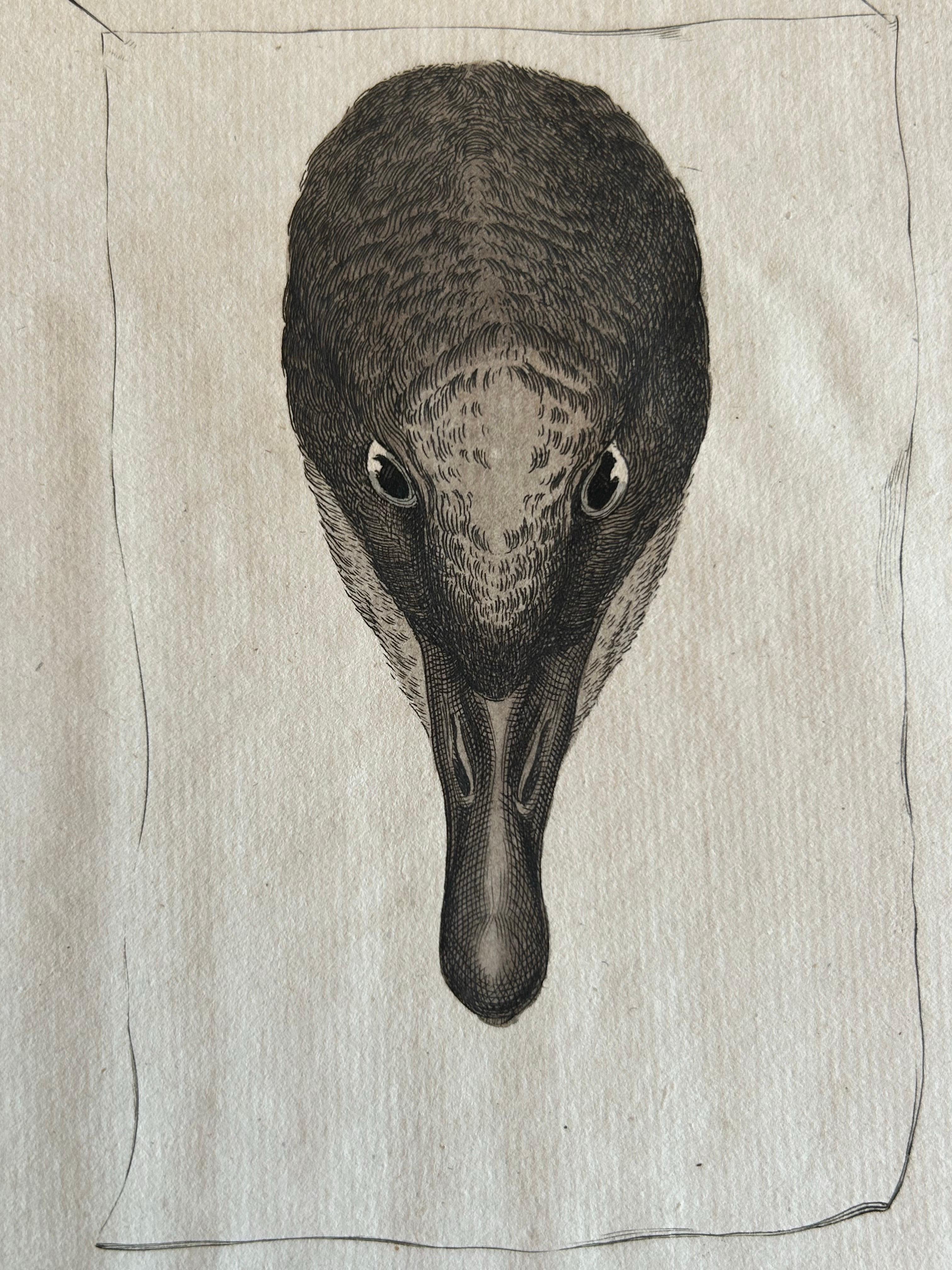 Brent Goose – Antique Bird Engraving by Nozeman and Sepp, 1789 For Sale 2