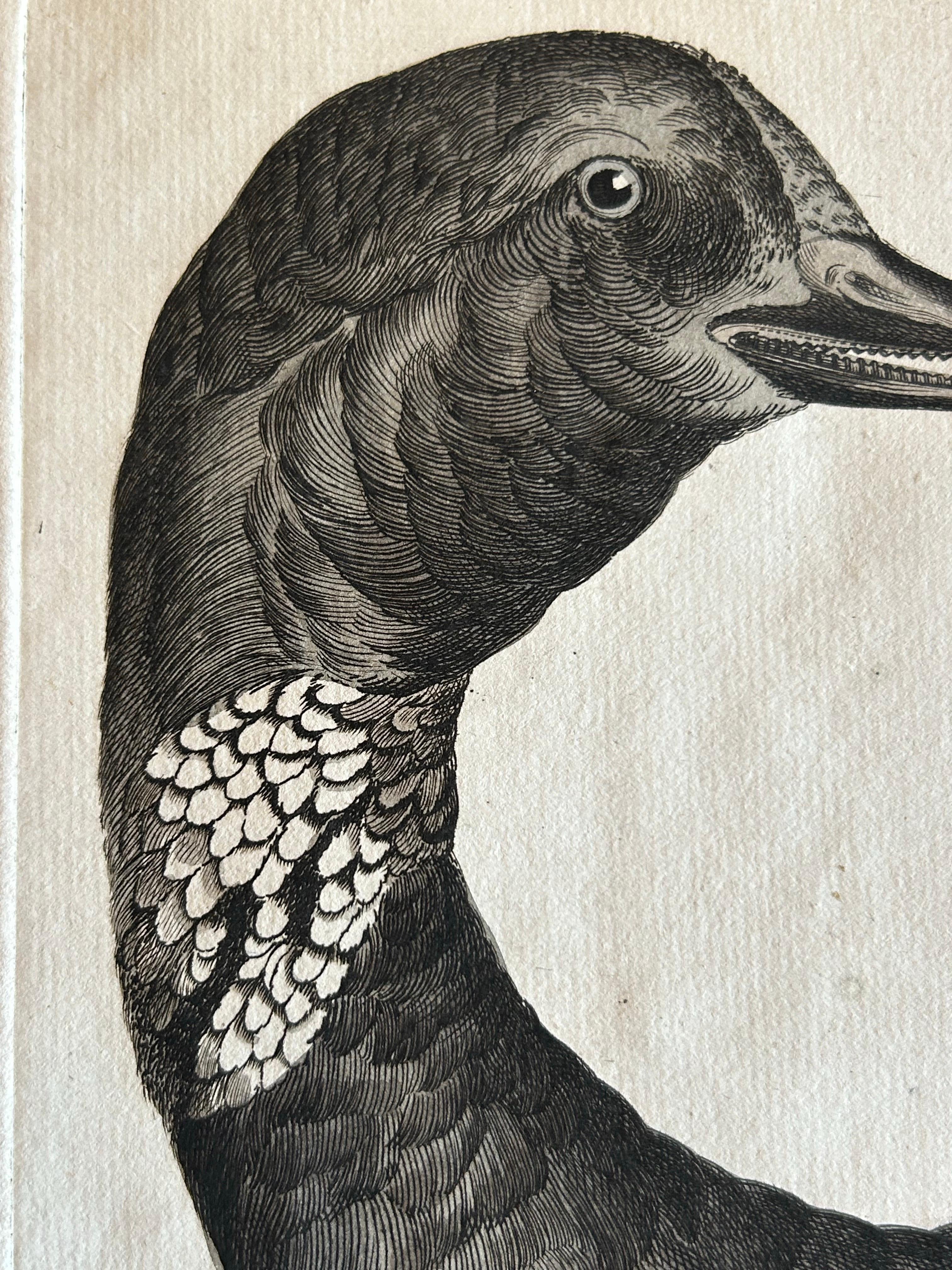 Brent Goose – Antique Bird Engraving by Nozeman and Sepp, 1789 For Sale 4