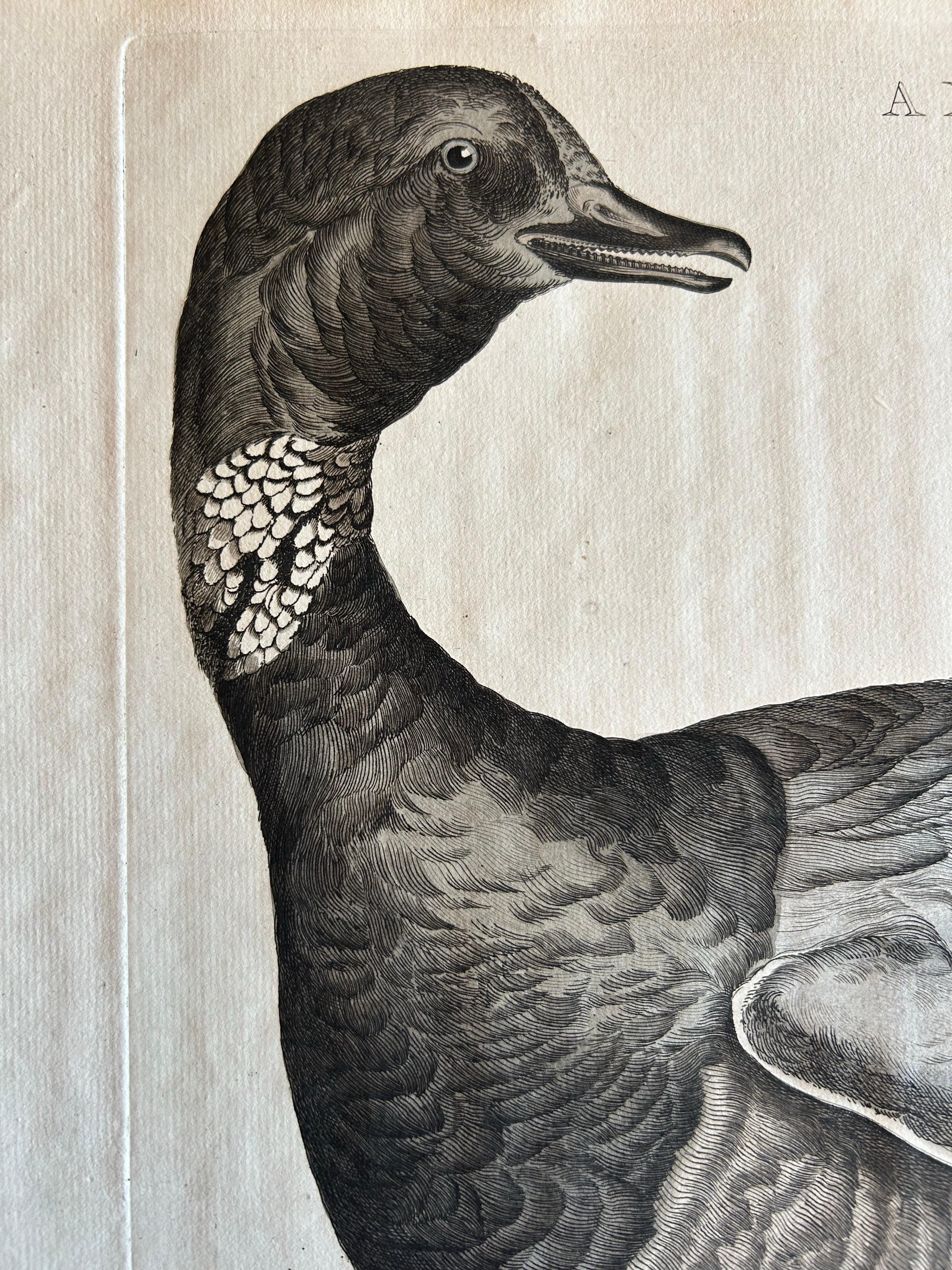 Brent Goose – Antique Bird Engraving by Nozeman and Sepp, 1789 In Good Condition For Sale In Langweer, NL