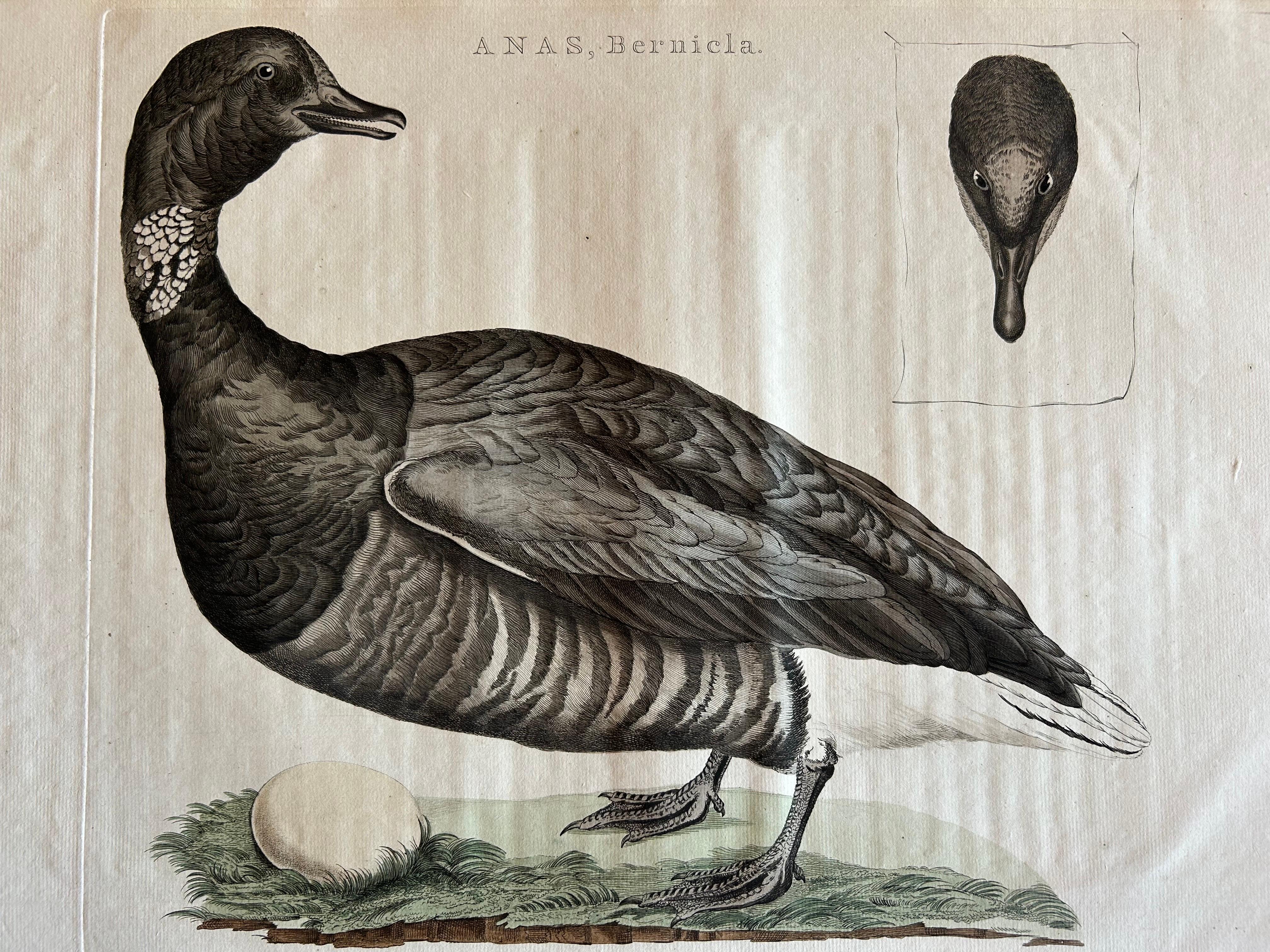Dutch Brent Goose – Antique Bird Engraving by Nozeman and Sepp, 1789 For Sale