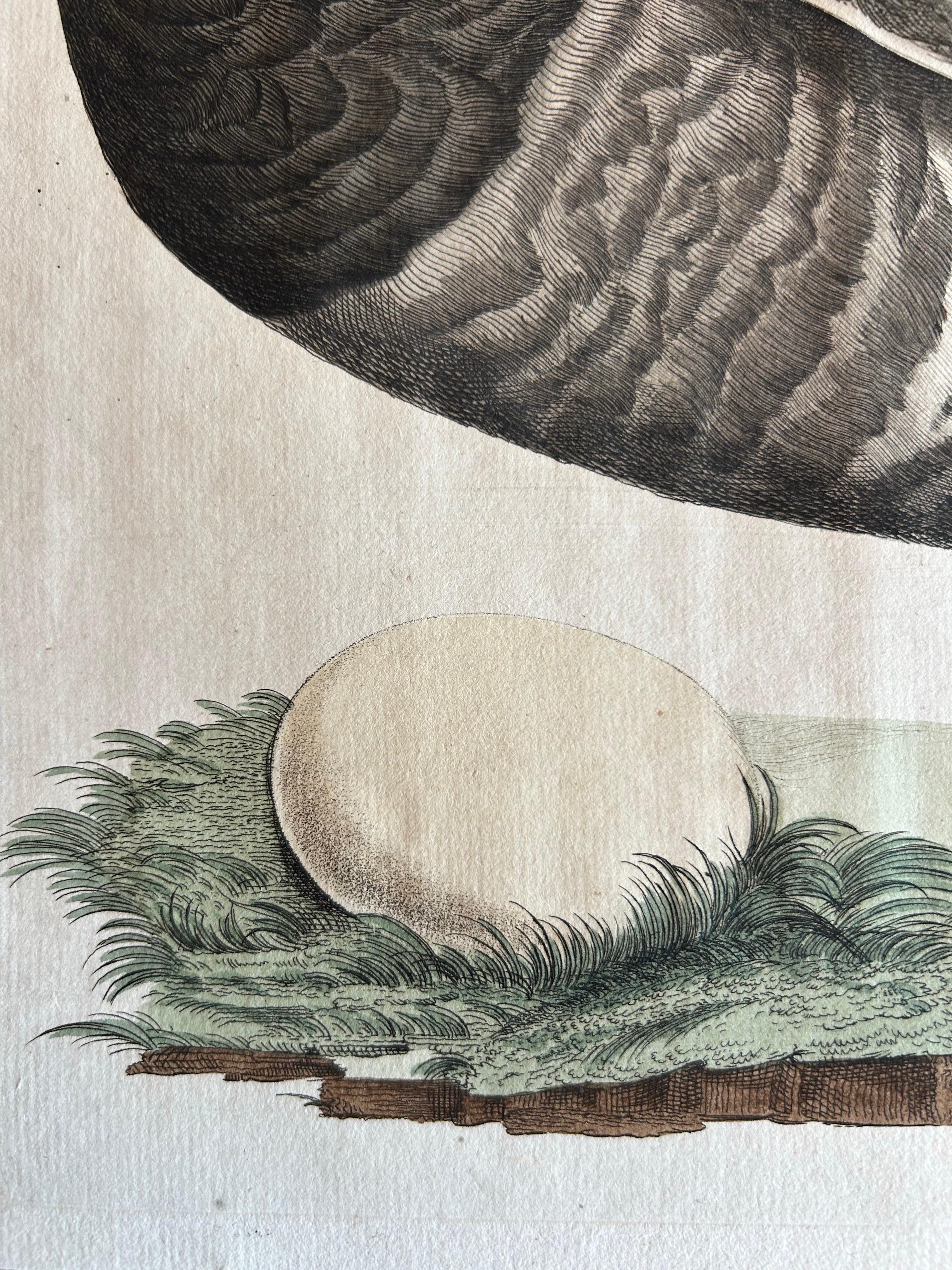 18th Century Brent Goose – Antique Bird Engraving by Nozeman and Sepp, 1789 For Sale