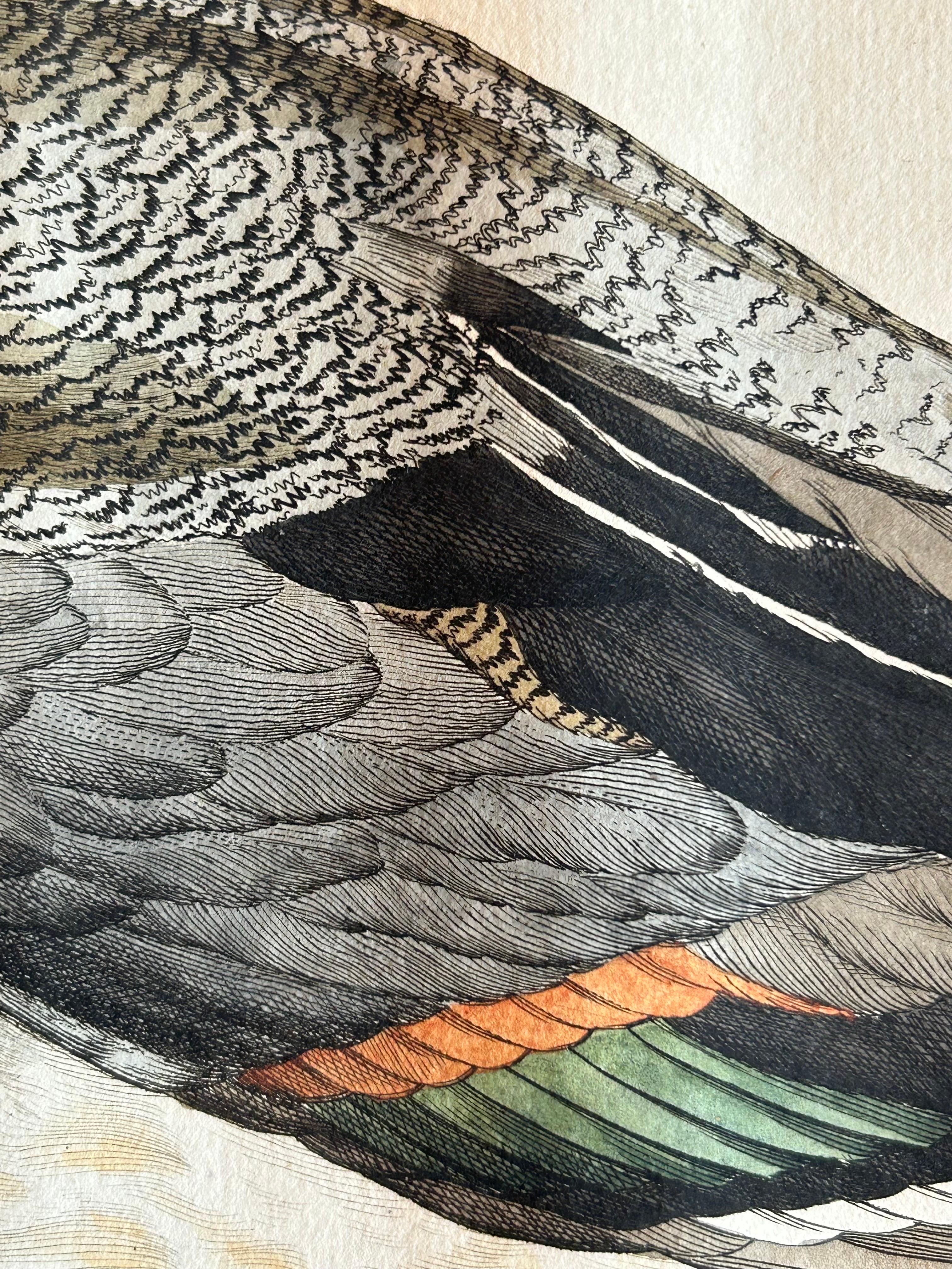 18th Century and Earlier Northern Pintail Drake - Antique Bird Engraving by Nozeman and Sepp, 1789 For Sale