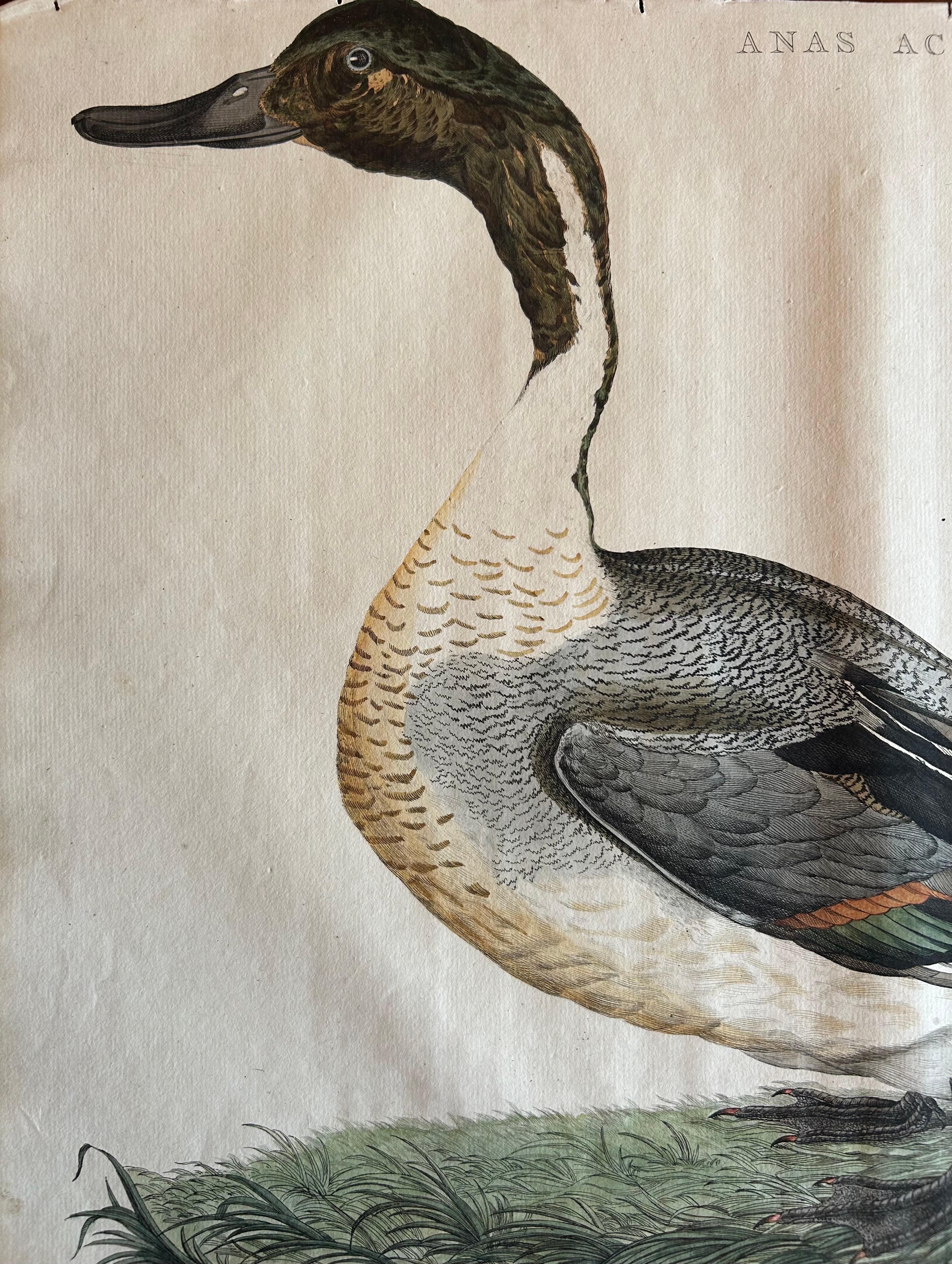 Northern Pintail Drake - Antique Bird Engraving by Nozeman and Sepp, 1789

This hand-coloured copperplate engraving, titled “Anas acuta, Mas,” depicts the male northern pintail (Dutch: pijlstaart) with its sleek chocolate head, clean white neck