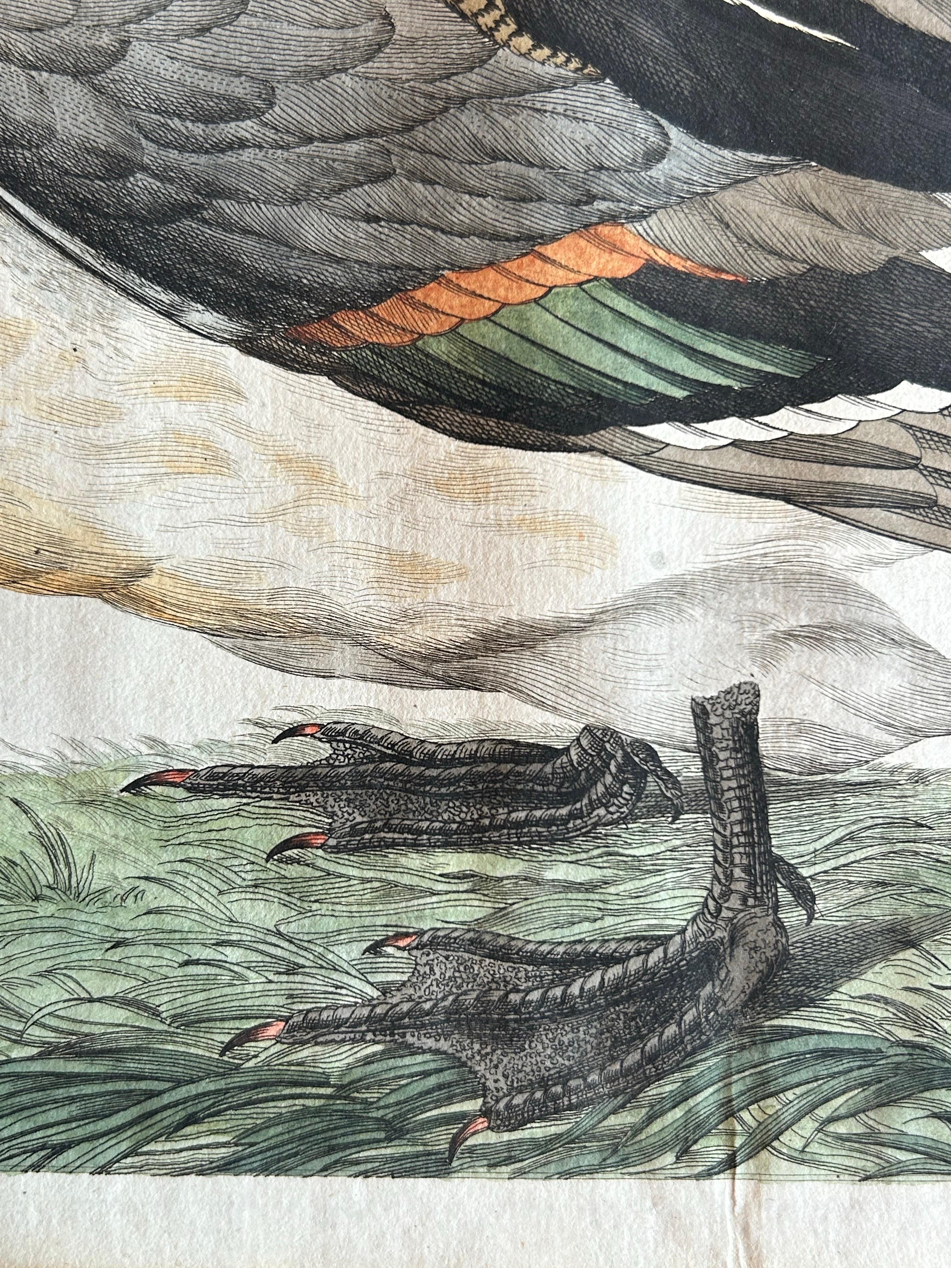 Paper Northern Pintail Drake - Antique Bird Engraving by Nozeman and Sepp, 1789 For Sale