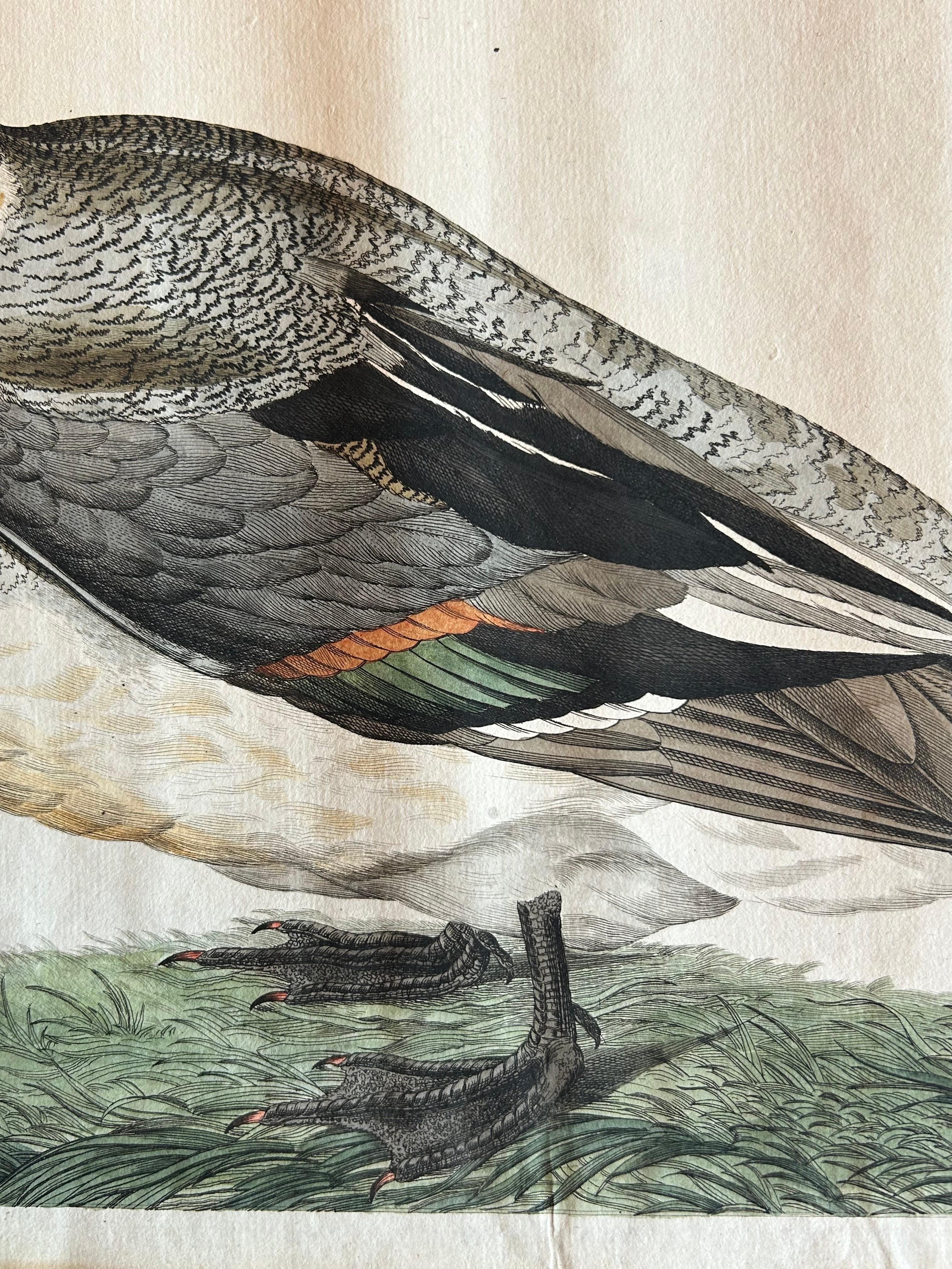 Northern Pintail Drake - Antique Bird Engraving by Nozeman and Sepp, 1789 For Sale 1