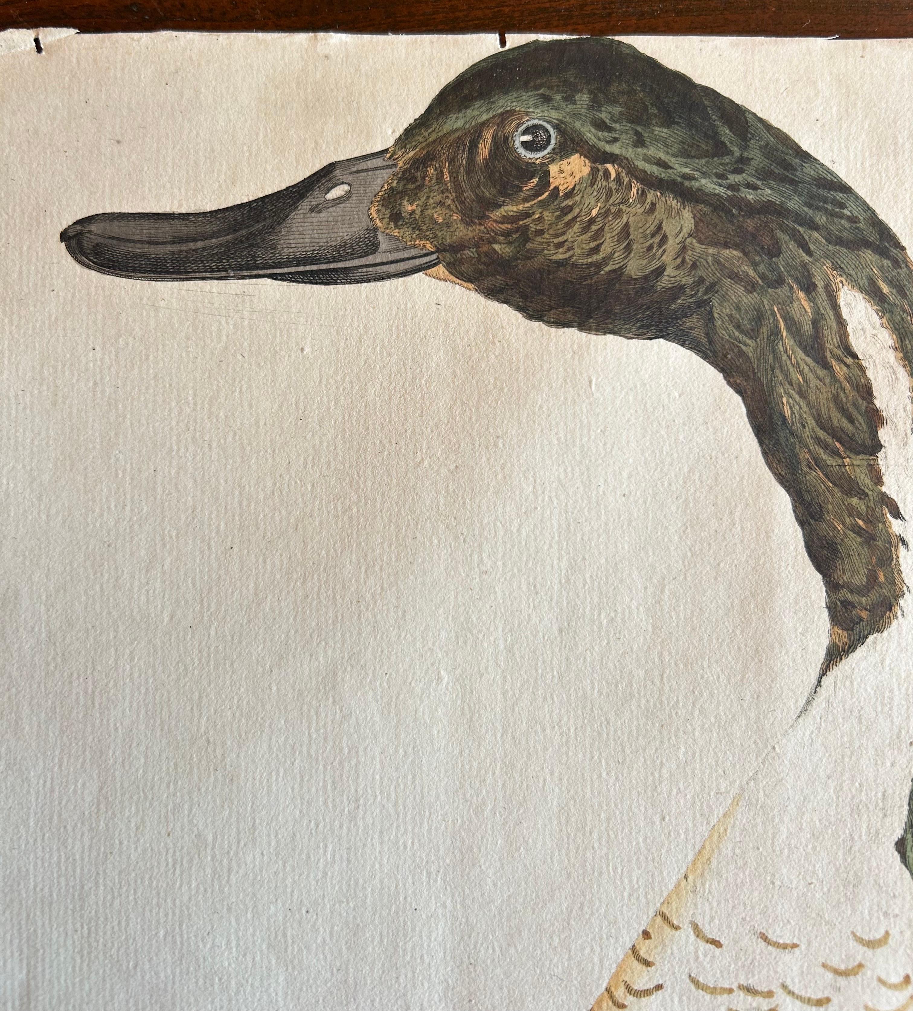 Dutch Northern Pintail Drake - Antique Bird Engraving by Nozeman and Sepp, 1789 For Sale