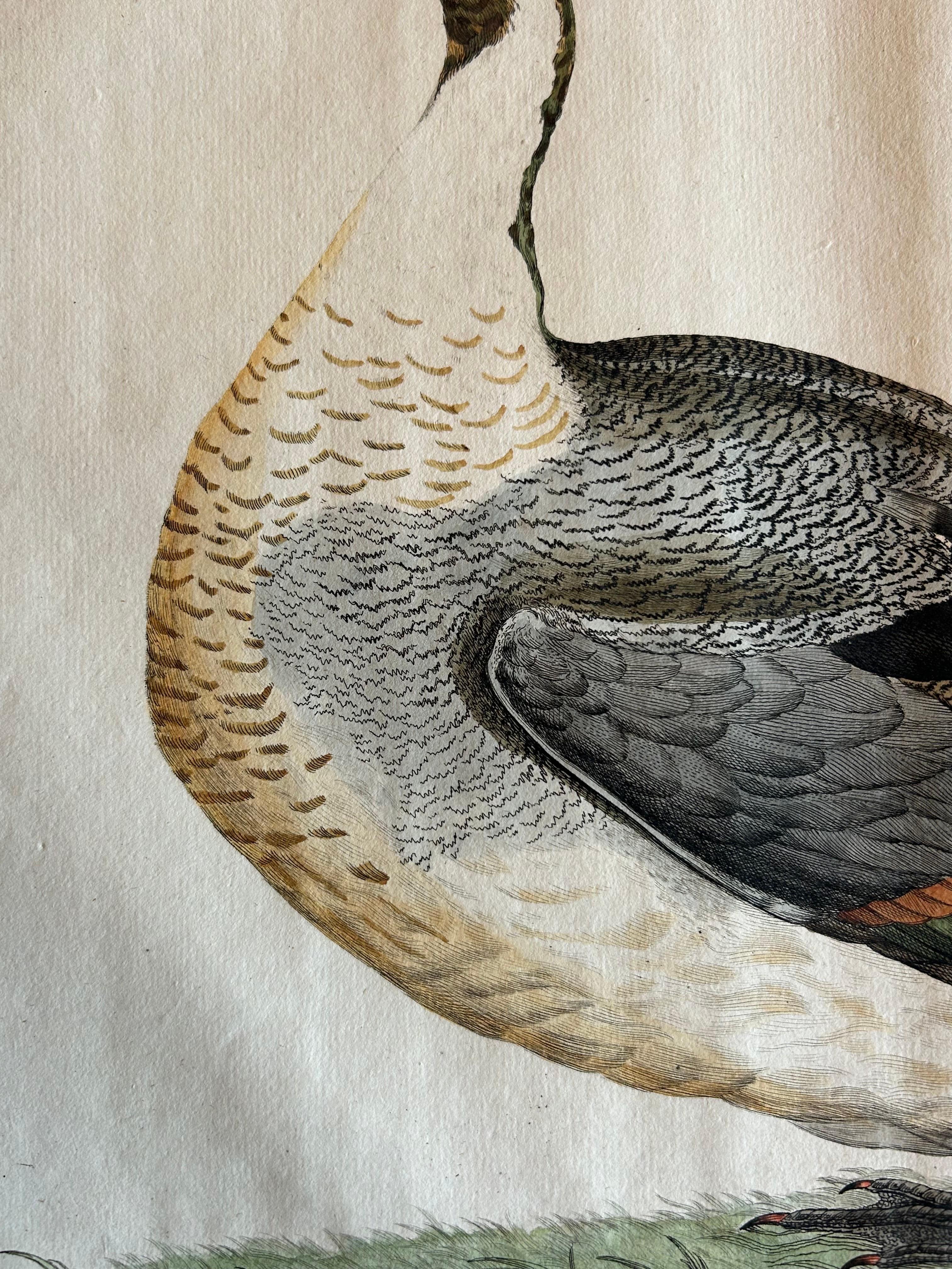 Northern Pintail Drake - Antique Bird Engraving by Nozeman and Sepp, 1789 In Good Condition For Sale In Langweer, NL