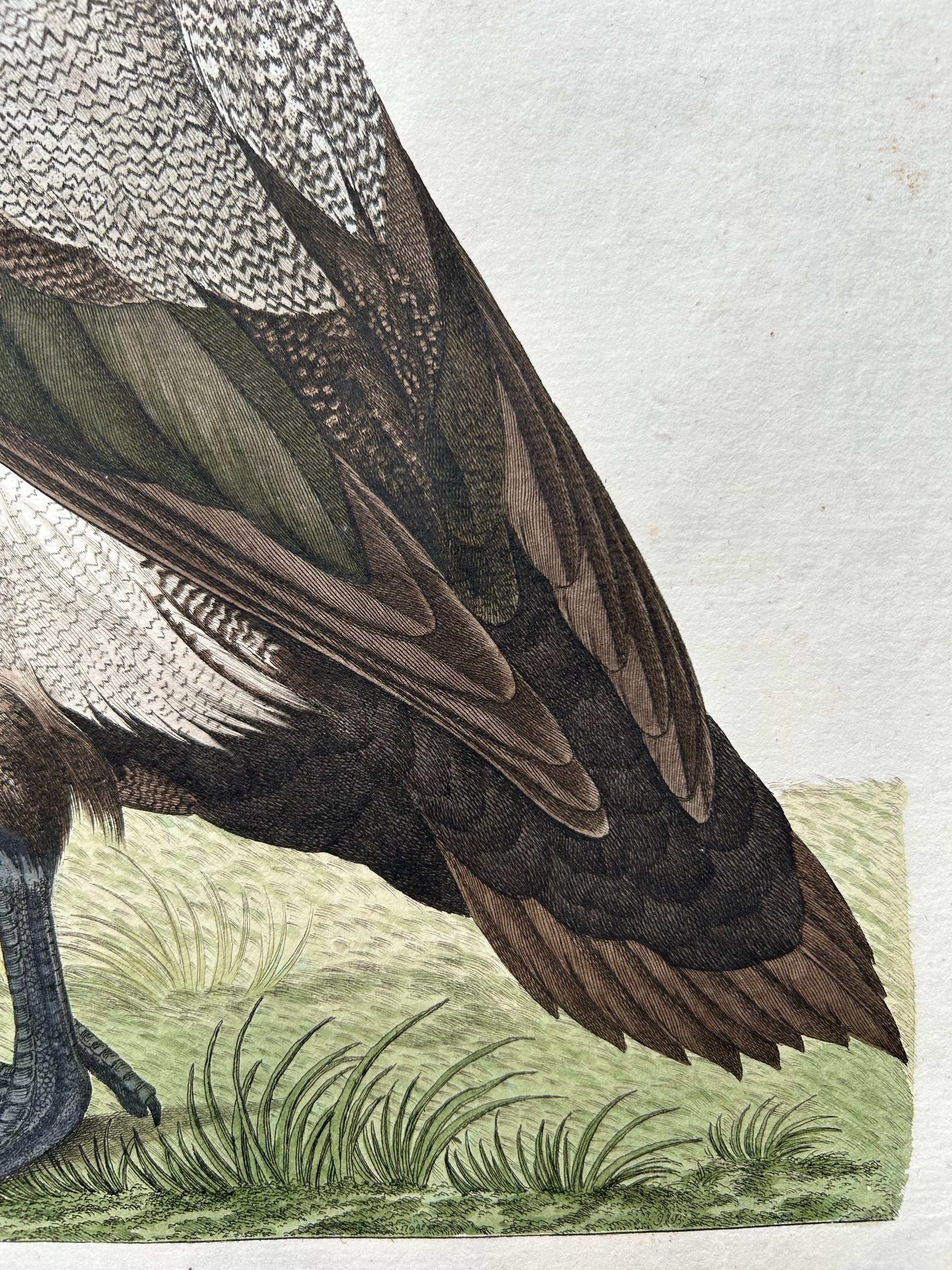 Greater Scaup – Antique Bird Engraving Anas Marila by Nozeman and Sepp, 1770 In Good Condition For Sale In Langweer, NL