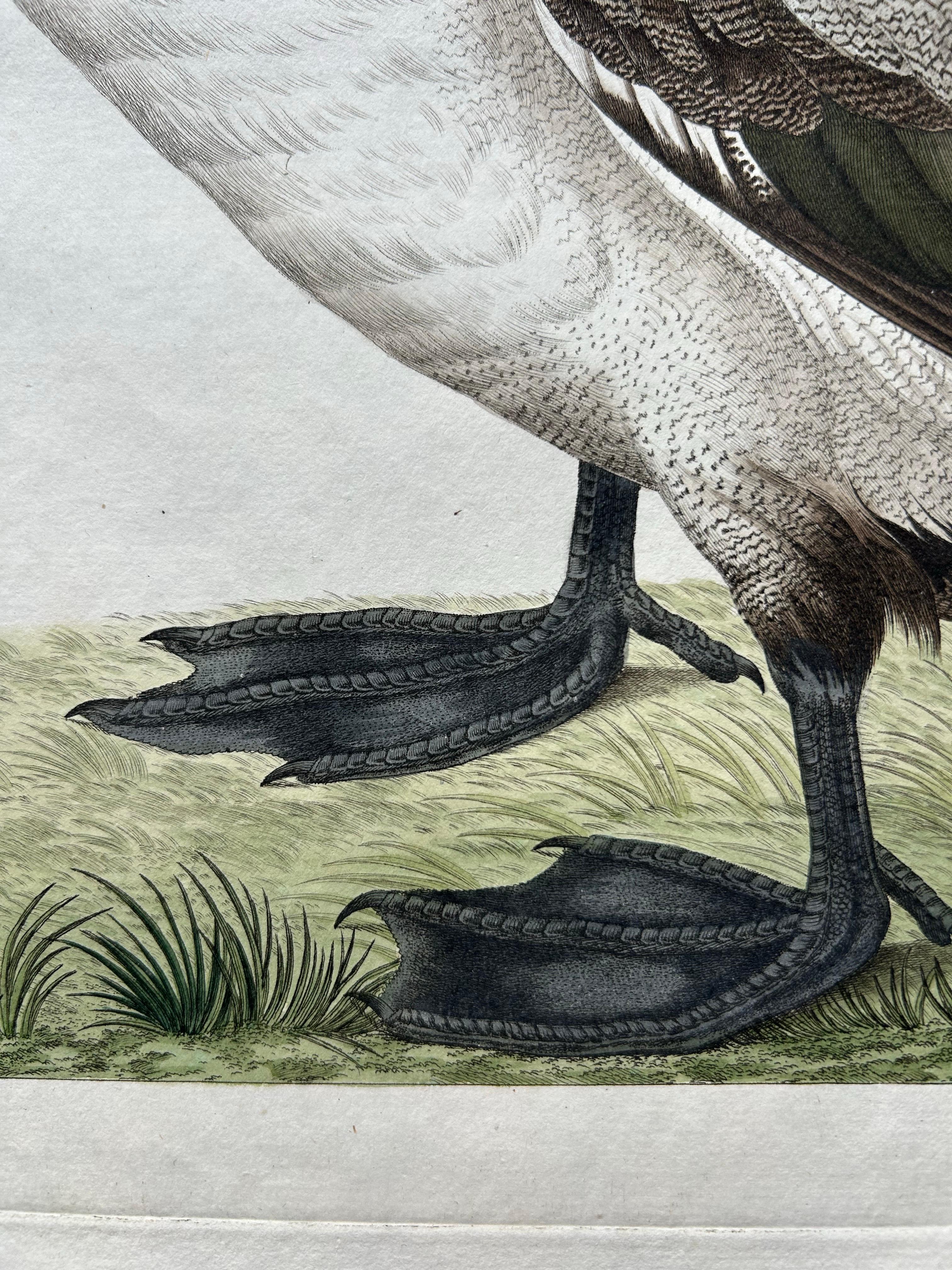 Greater Scaup – Antique Bird Engraving Anas Marila by Nozeman and Sepp, 1770 For Sale 2