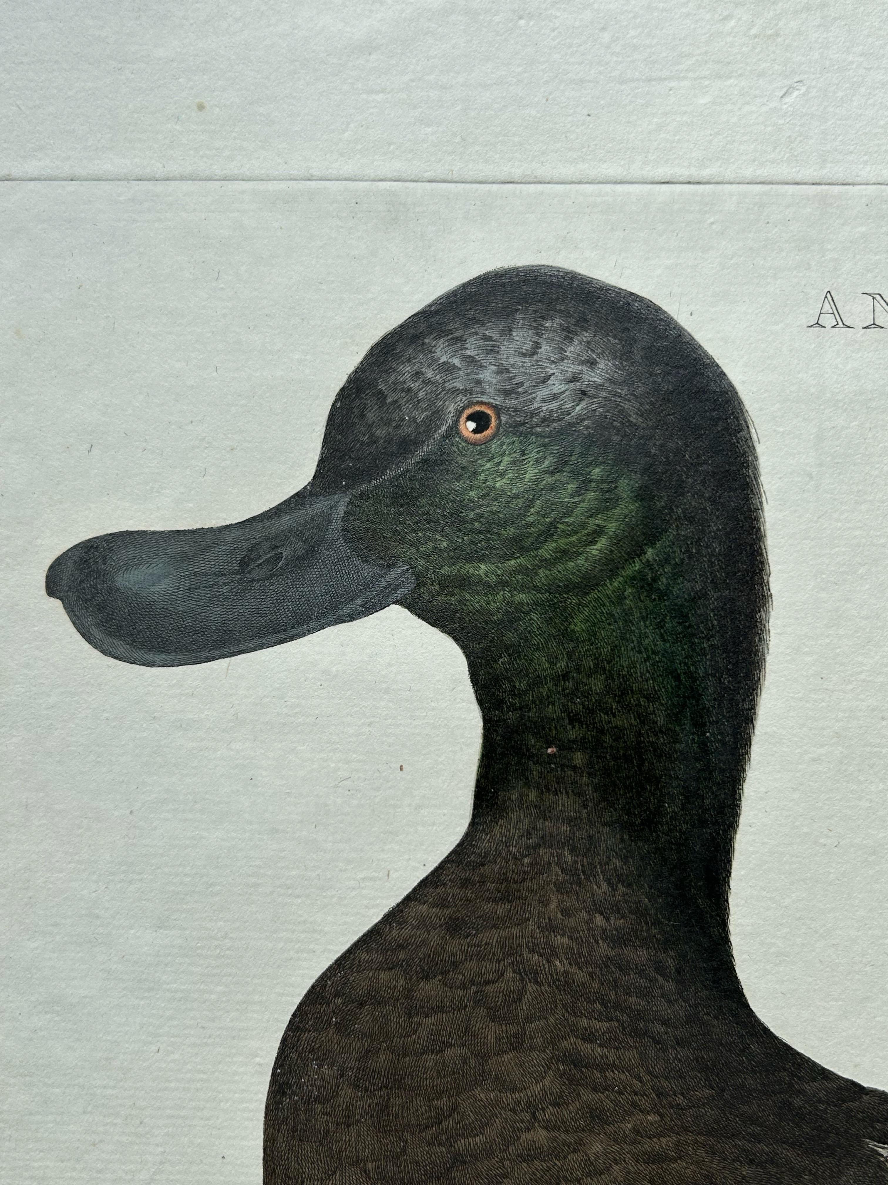Dutch Greater Scaup – Antique Bird Engraving Anas Marila by Nozeman and Sepp, 1770 For Sale