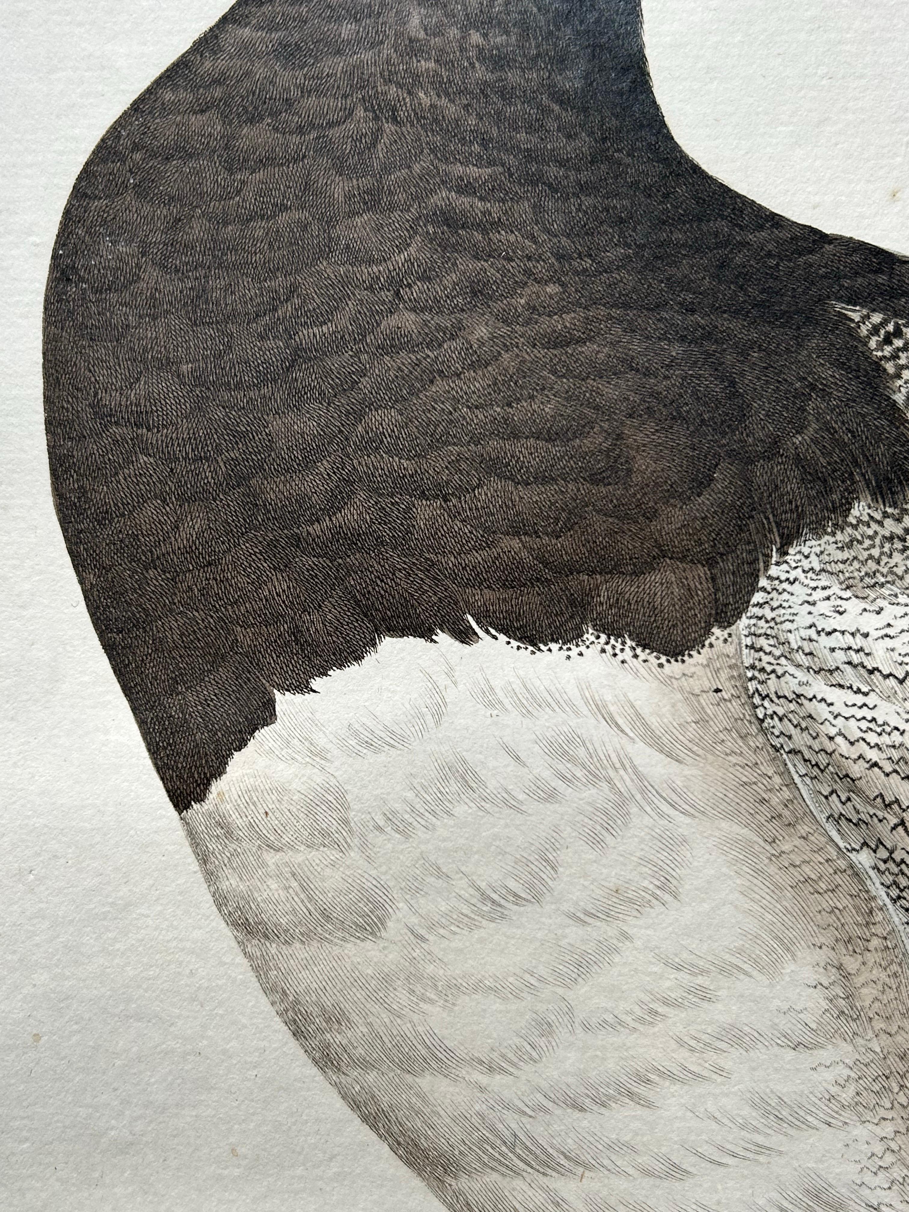18th Century Greater Scaup – Antique Bird Engraving Anas Marila by Nozeman and Sepp, 1770 For Sale