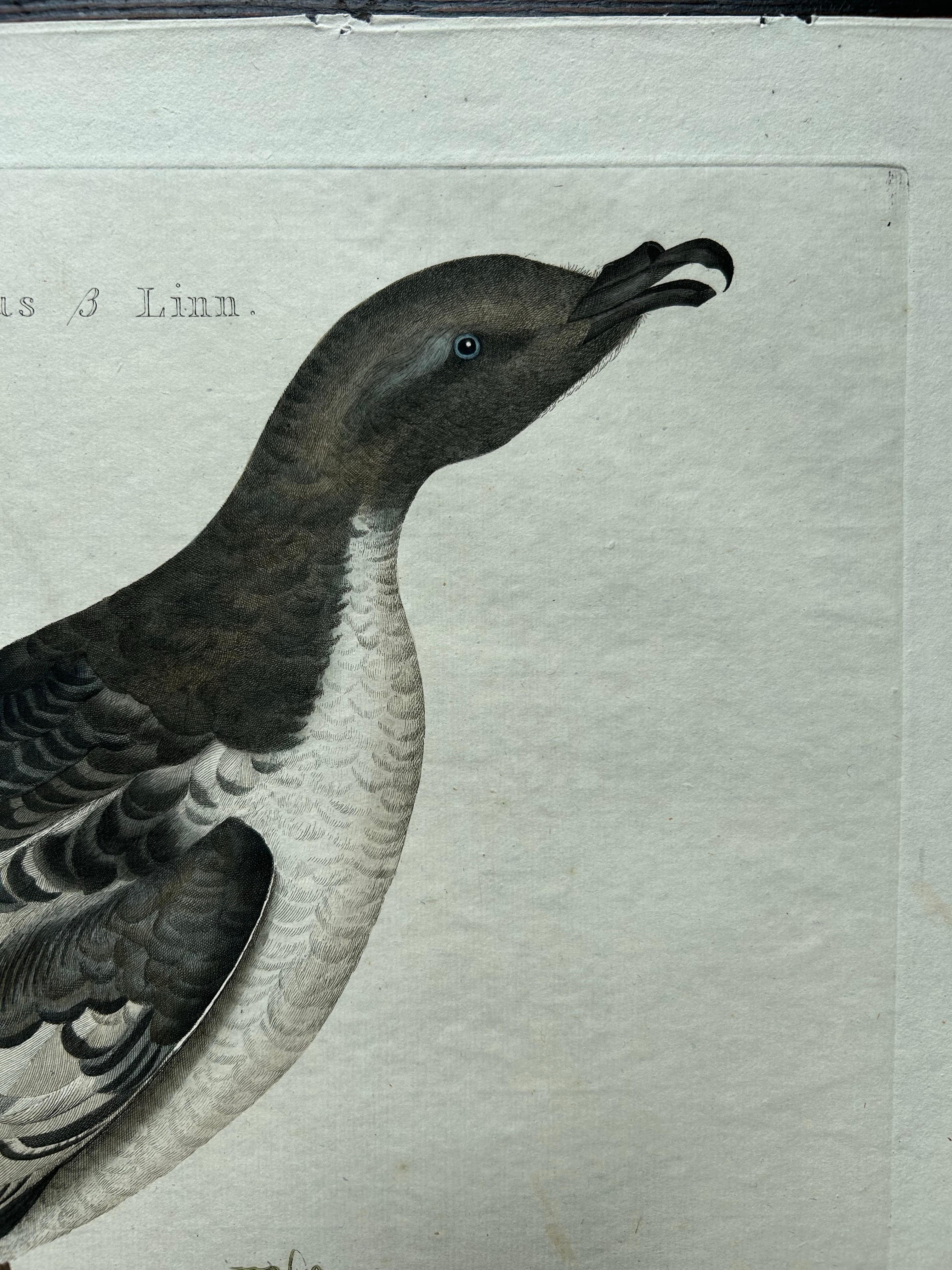 Néerlandais Impression ancienne d'oiseau de l'eau de mouton de Manx par Sepp & Nozeman, 1809 en vente