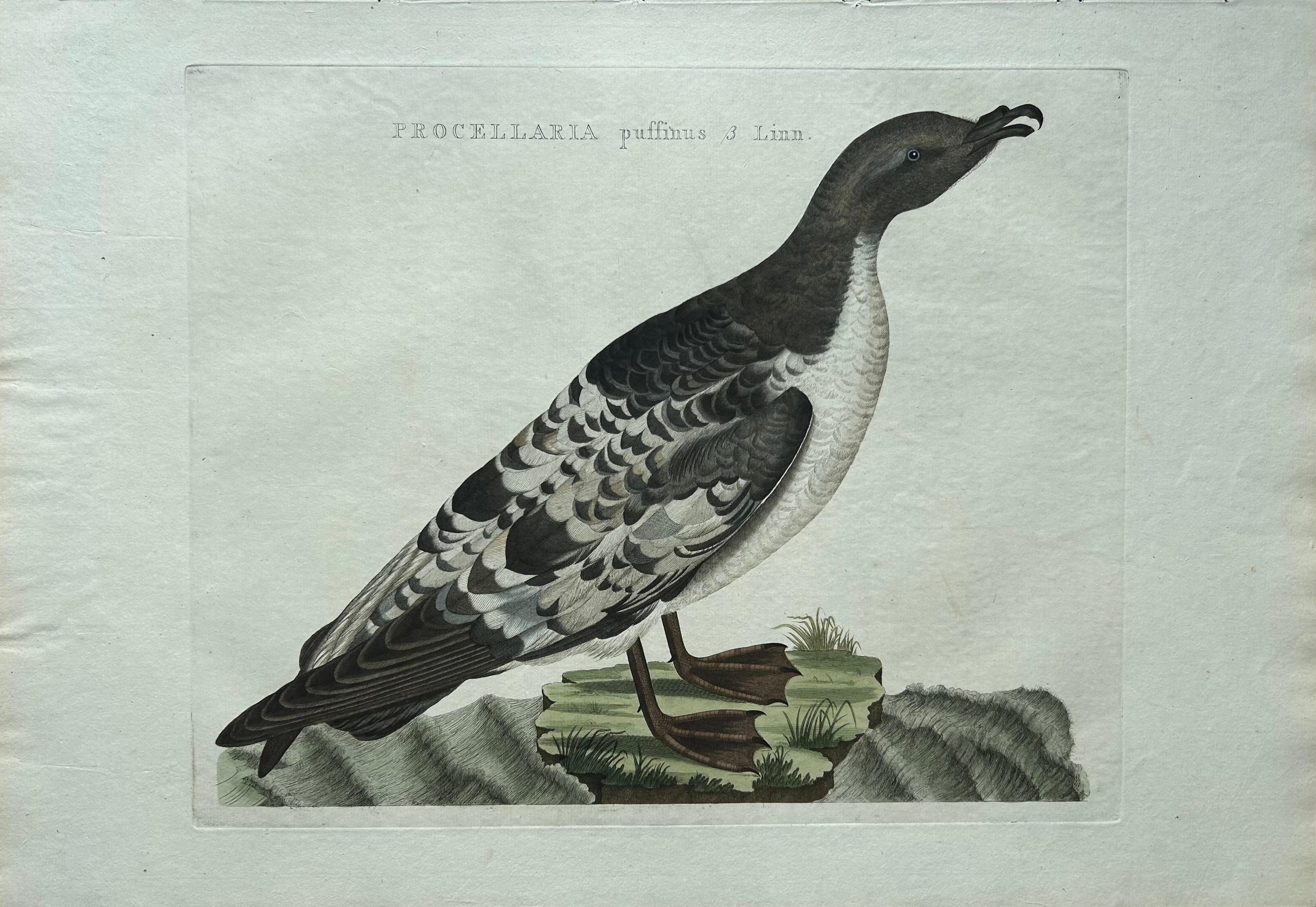 Gravure ancienne intitulée 'Procellaria puffinus B. Linn'. Cette gravure représente le puffin des Anglais (en néerlandais : Noordse Pijlstormvogel). Le puffin des Anglais (Puffinus puffinus) est un puffin de taille moyenne de la famille des oiseaux