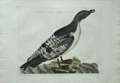 Manx Shearwater – Antique Seabird Engraving by Nozeman & Sepp, 1809