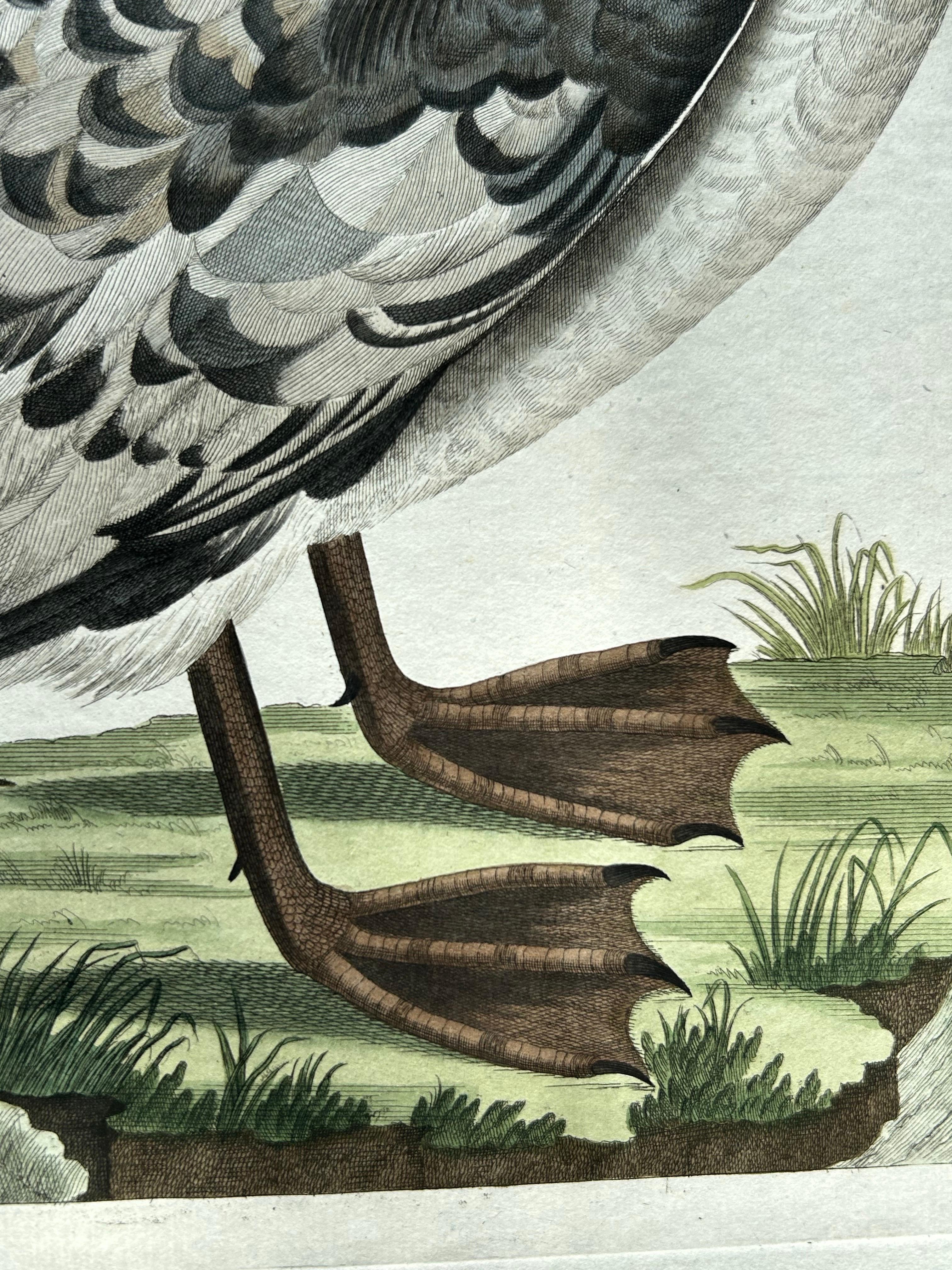 XIXe siècle Impression ancienne d'oiseau de l'eau de mouton de Manx par Sepp & Nozeman, 1809 en vente