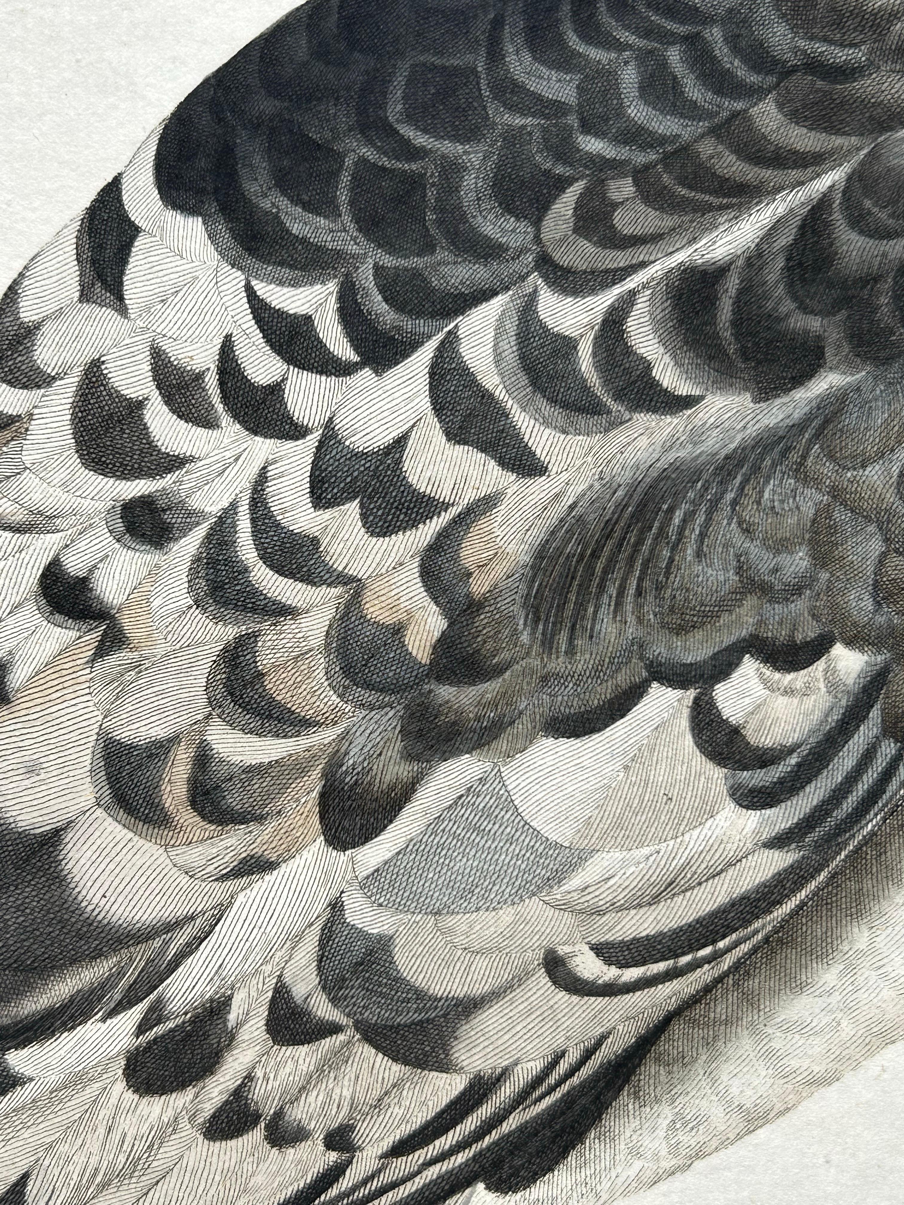 Papier Impression ancienne d'oiseau de l'eau de mouton de Manx par Sepp & Nozeman, 1809 en vente