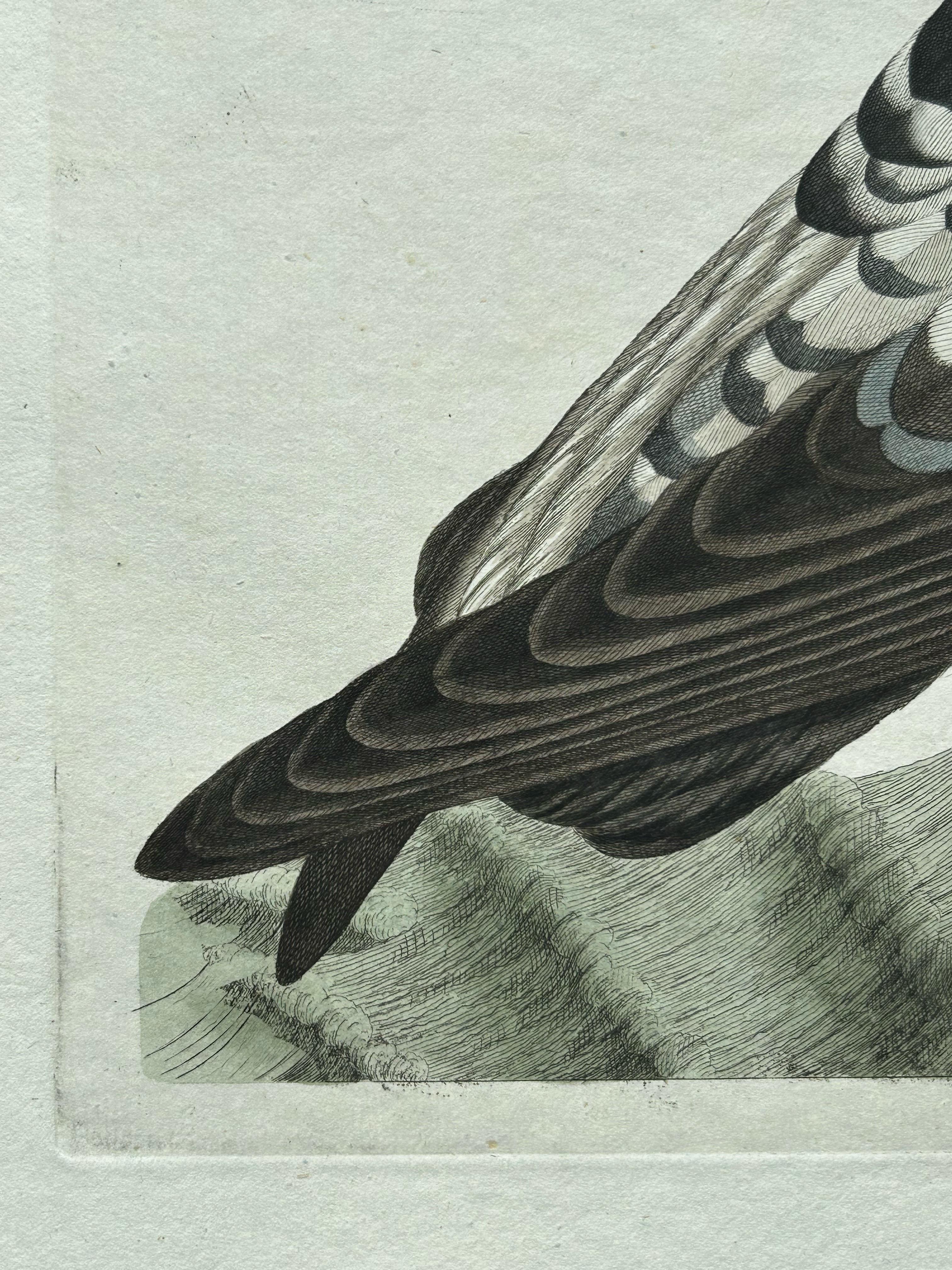Impression ancienne d'oiseau de l'eau de mouton de Manx par Sepp & Nozeman, 1809 en vente 1