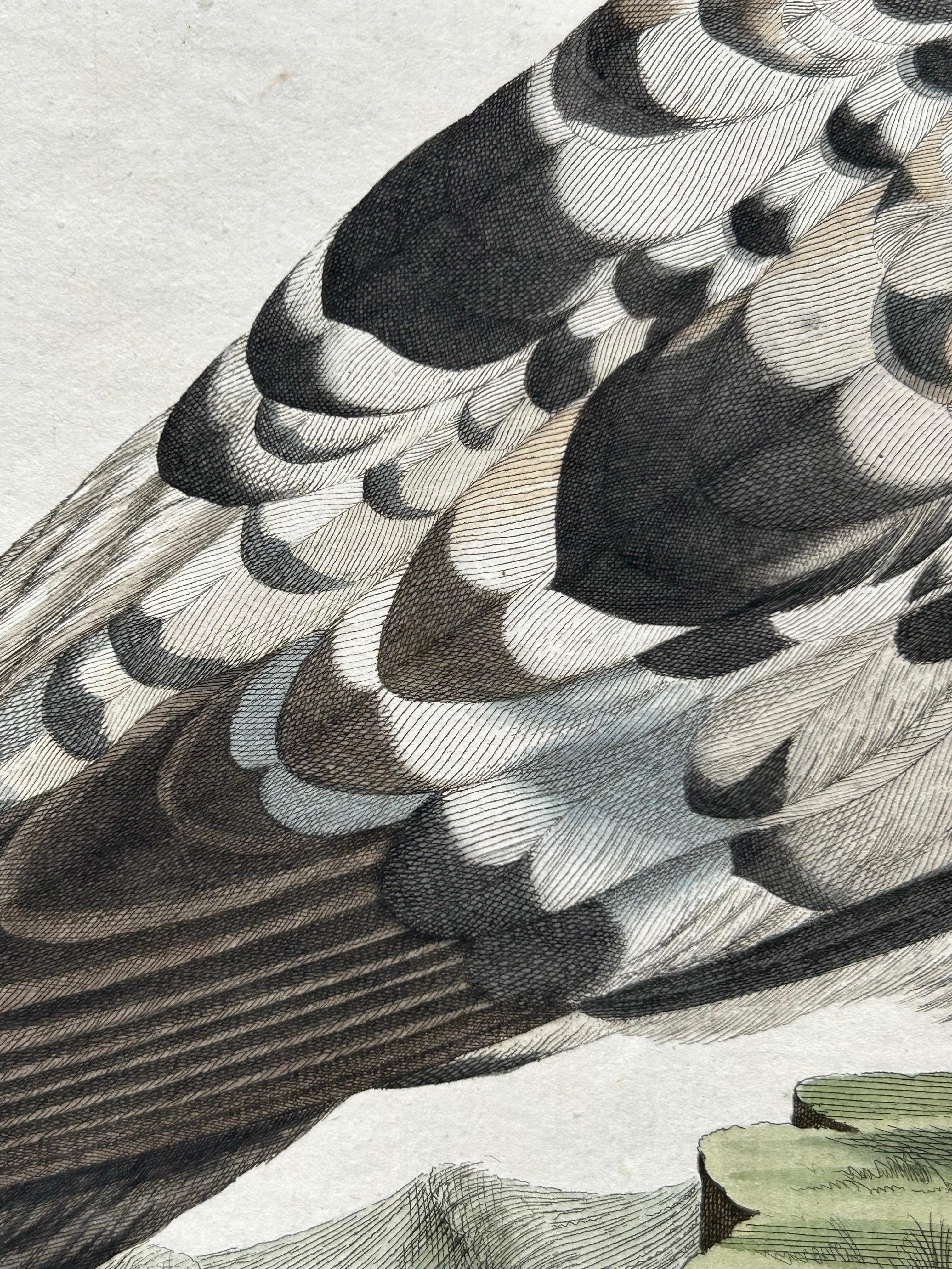 Impression ancienne d'oiseau de l'eau de mouton de Manx par Sepp & Nozeman, 1809 en vente 2