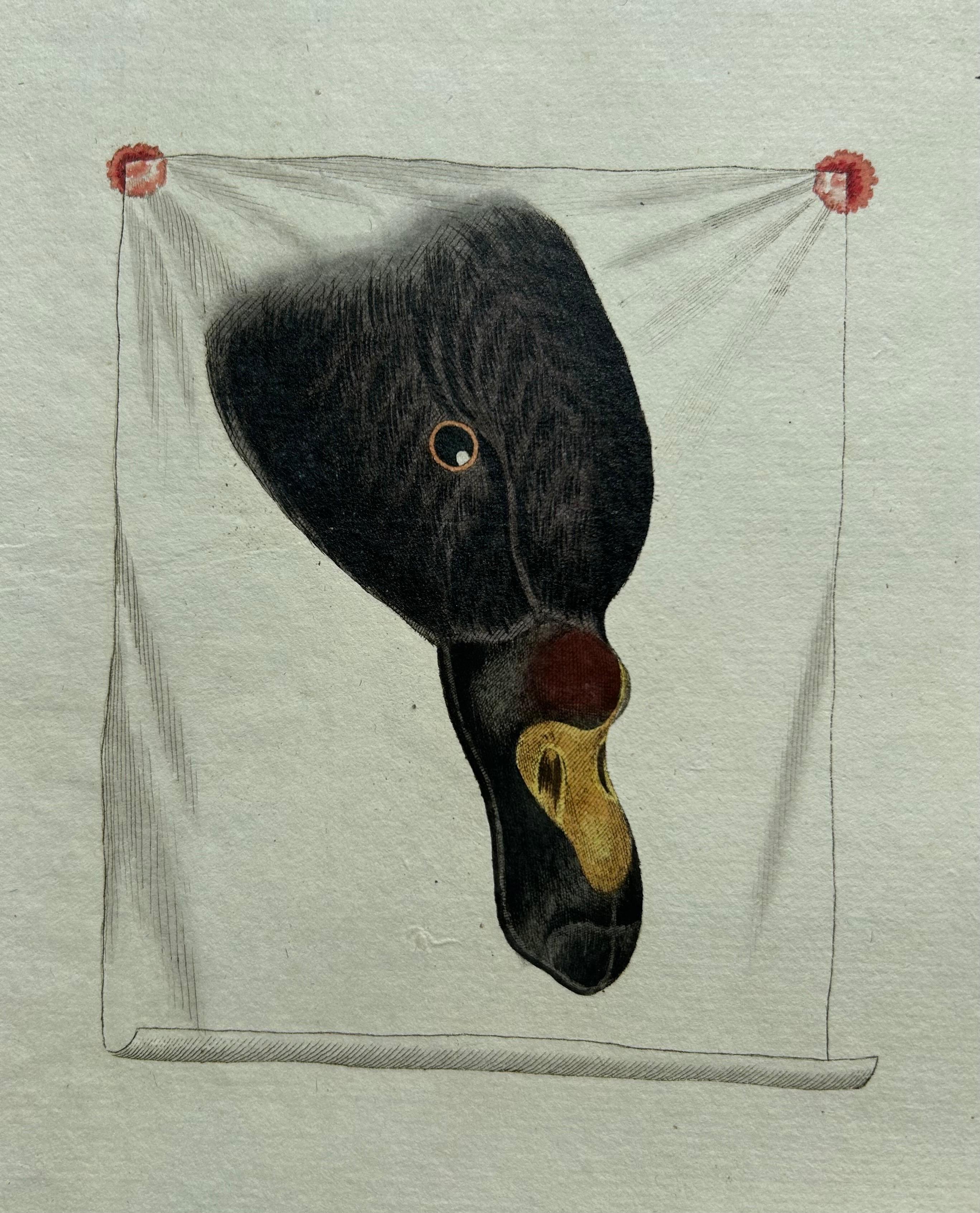 Common Scoter – Antique Bird Print ‘Anas Nigra’ by Nozeman & Sepp, 1770 For Sale 5