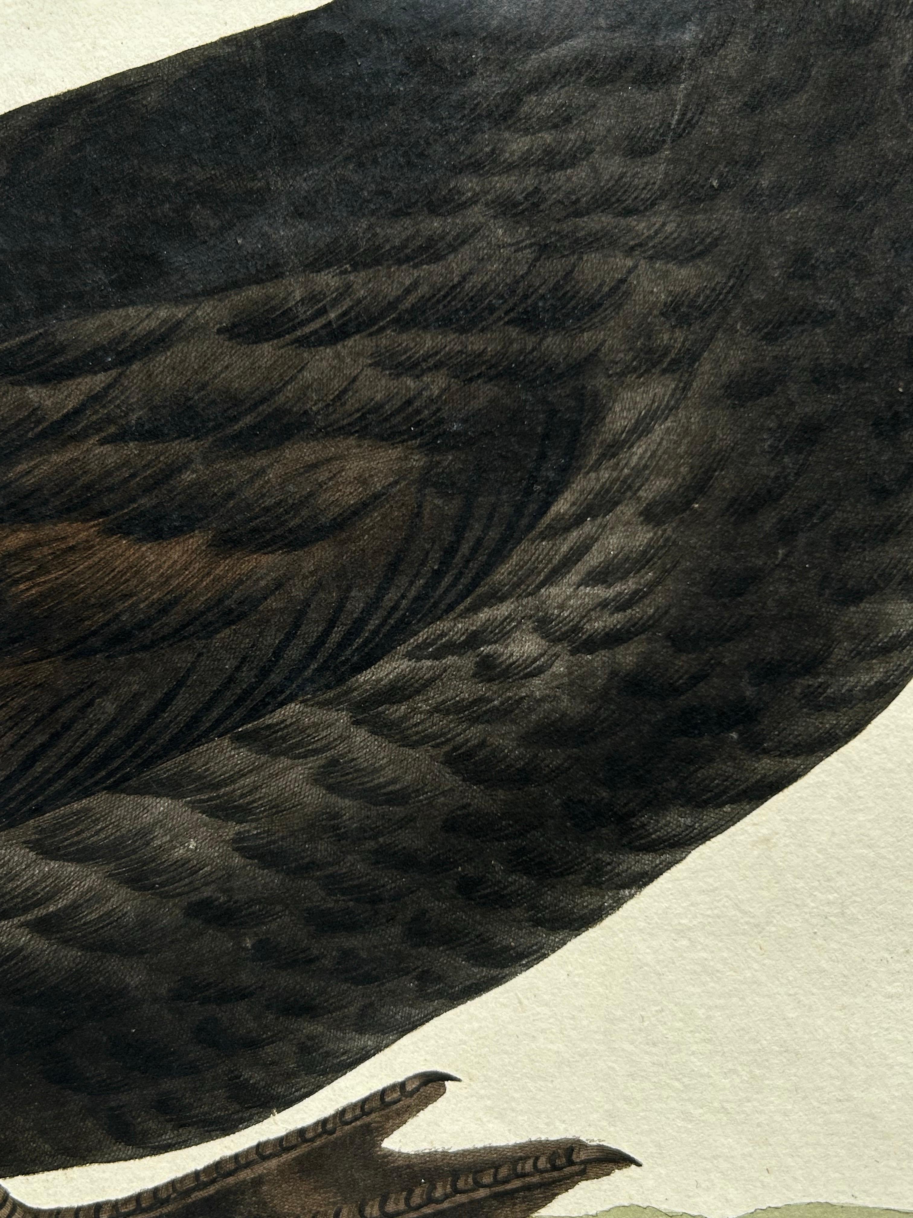Common Scoter – Antique Bird Print ‘Anas Nigra’ by Nozeman & Sepp, 1770 In Good Condition For Sale In Langweer, NL