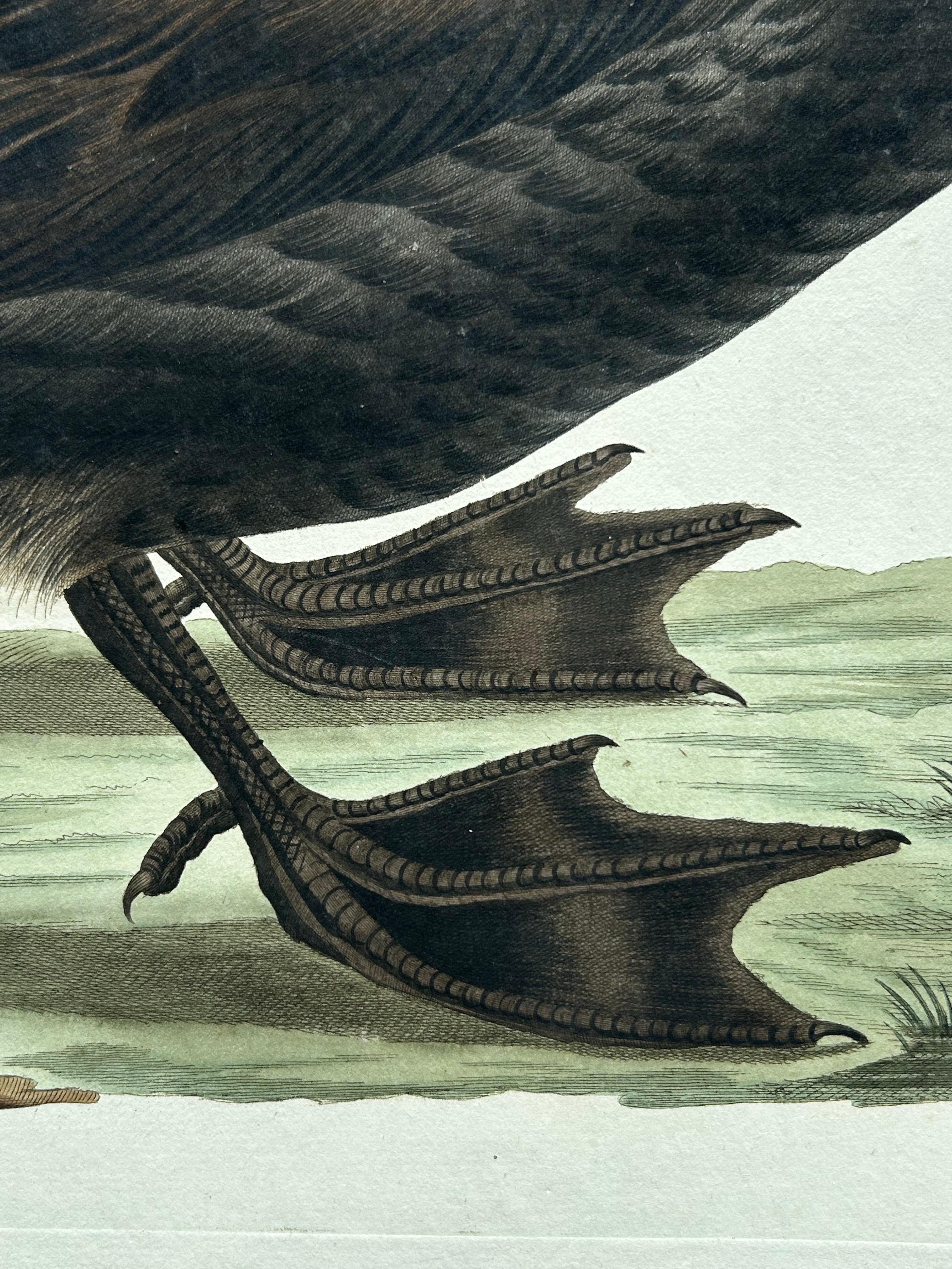18th Century Common Scoter – Antique Bird Print ‘Anas Nigra’ by Nozeman & Sepp, 1770 For Sale