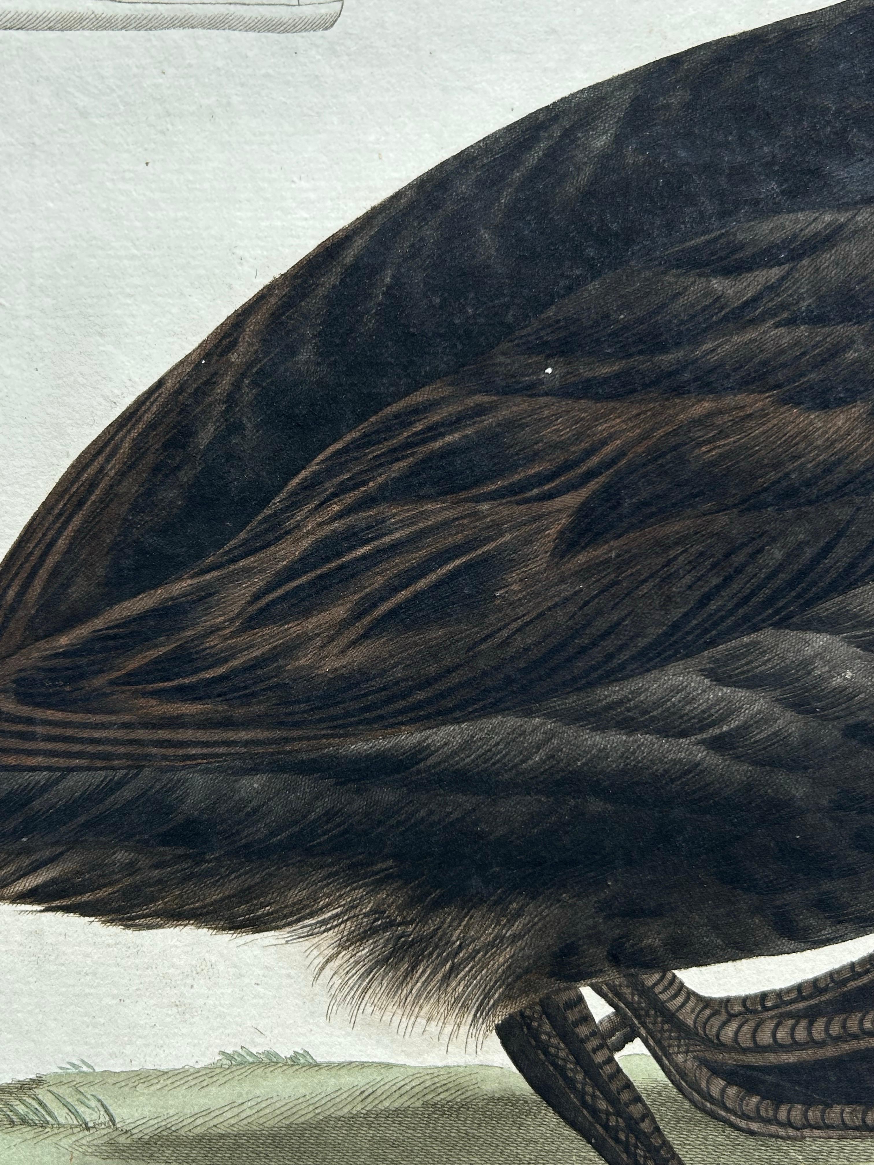 Common Scoter – Antique Bird Print ‘Anas Nigra’ by Nozeman & Sepp, 1770 For Sale 3