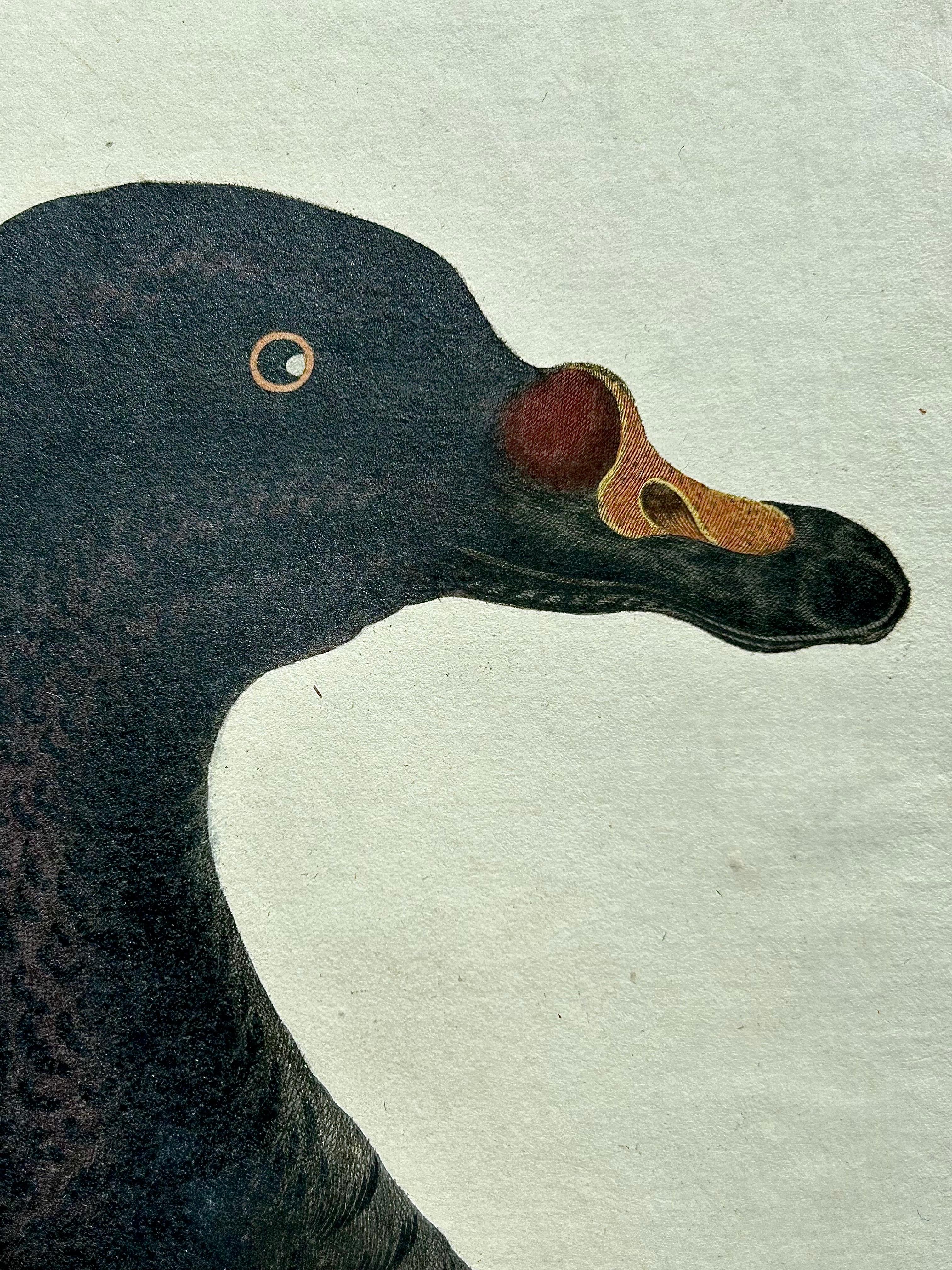 Common Scoter – Antique Bird Print ‘Anas Nigra’ by Nozeman & Sepp, 1770 For Sale 1