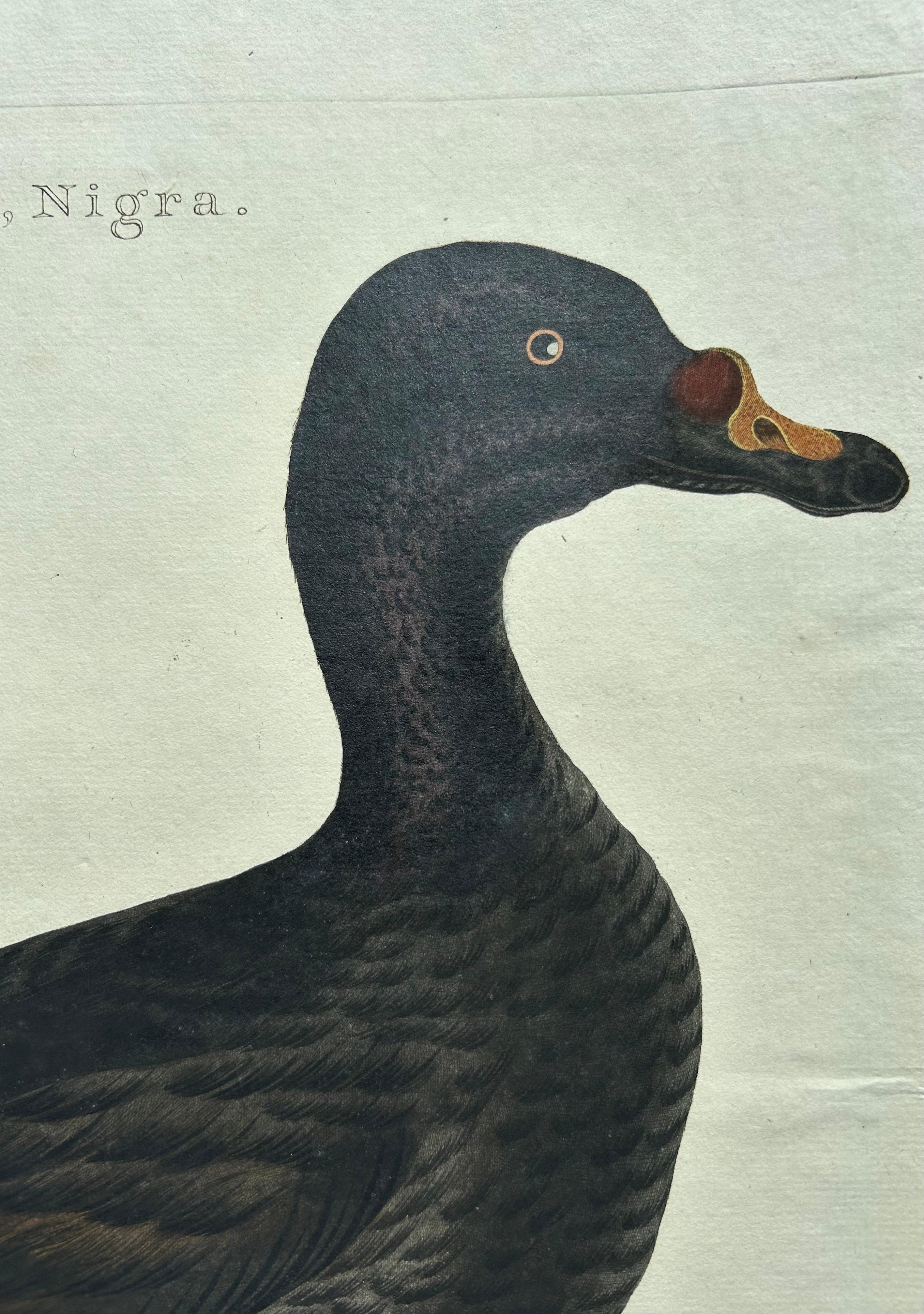 Common Scoter – Antique Bird Print ‘Anas Nigra’ by Nozeman & Sepp, 1770 For Sale 2