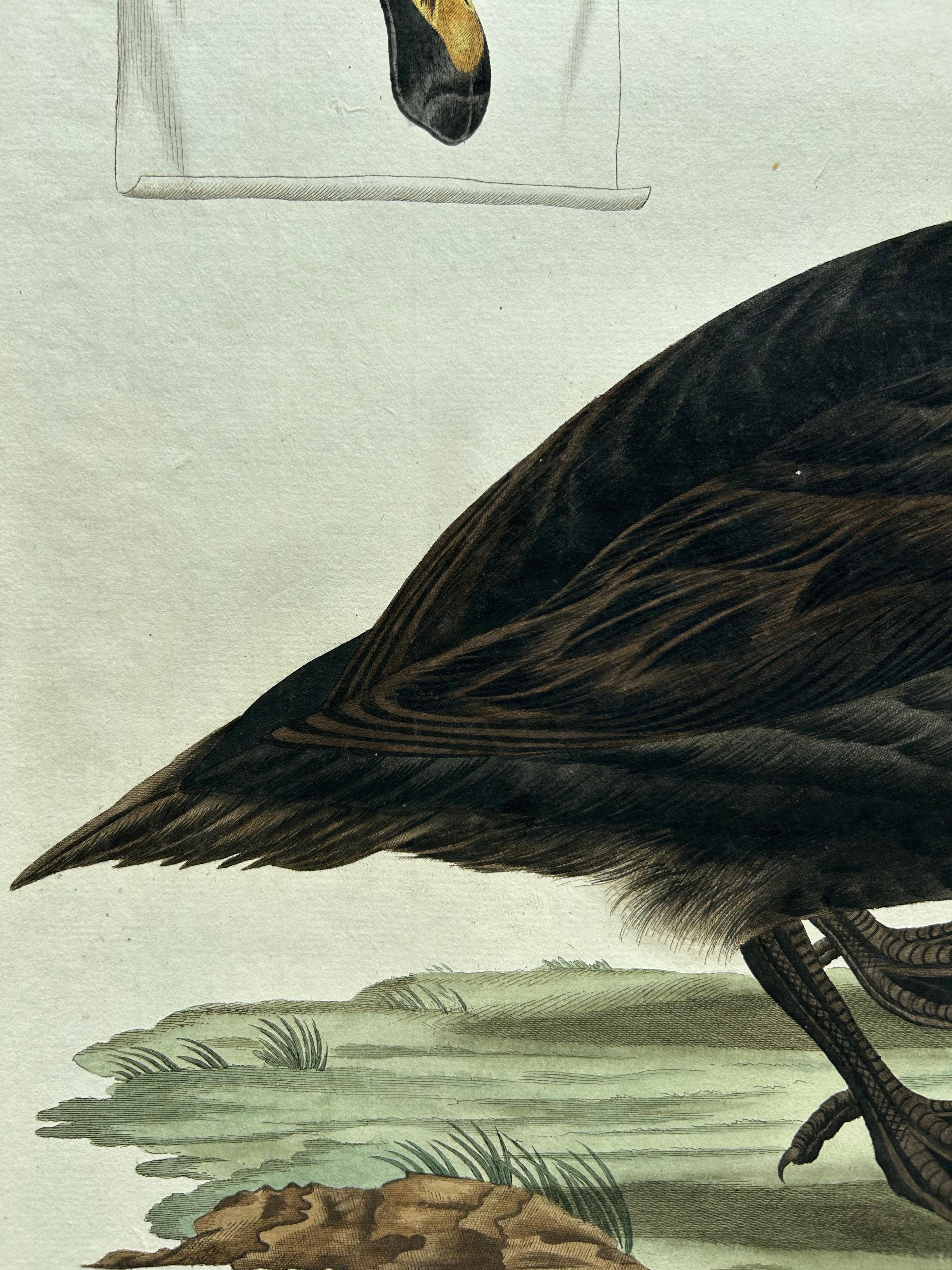 Common Scoter – Antique Bird Print ‘Anas Nigra’ by Nozeman & Sepp, 1770 For Sale 4