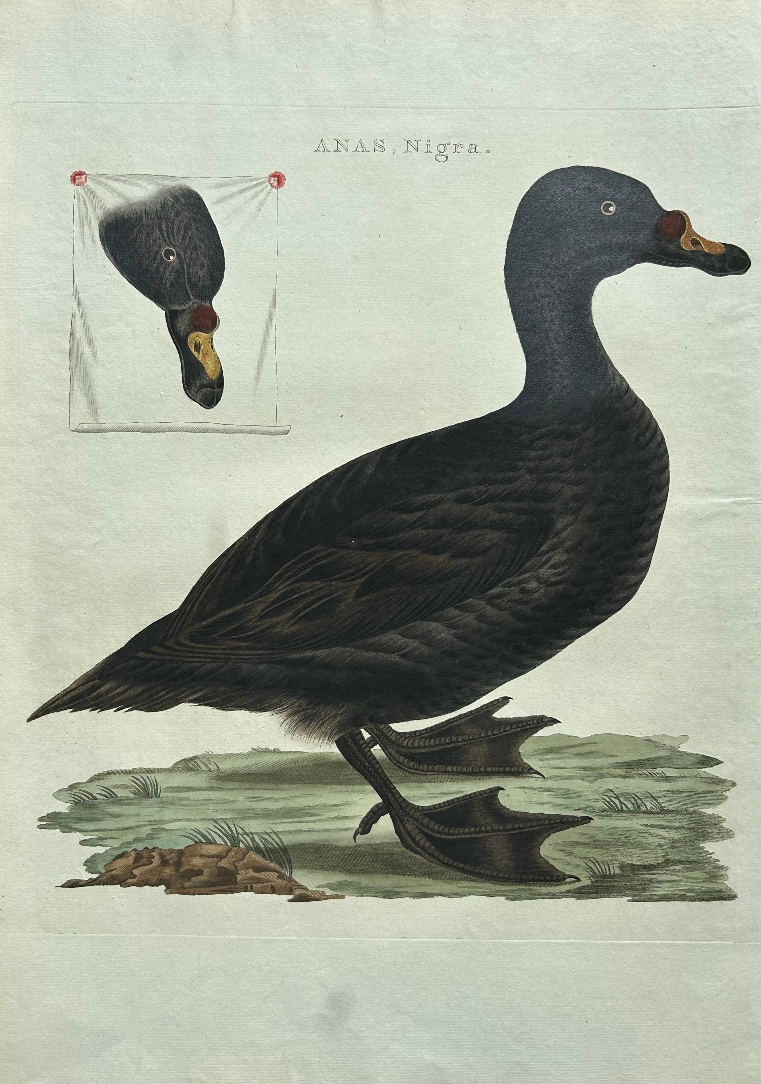 Dutch Common Scoter – Antique Bird Print ‘Anas Nigra’ by Nozeman & Sepp, 1770 For Sale