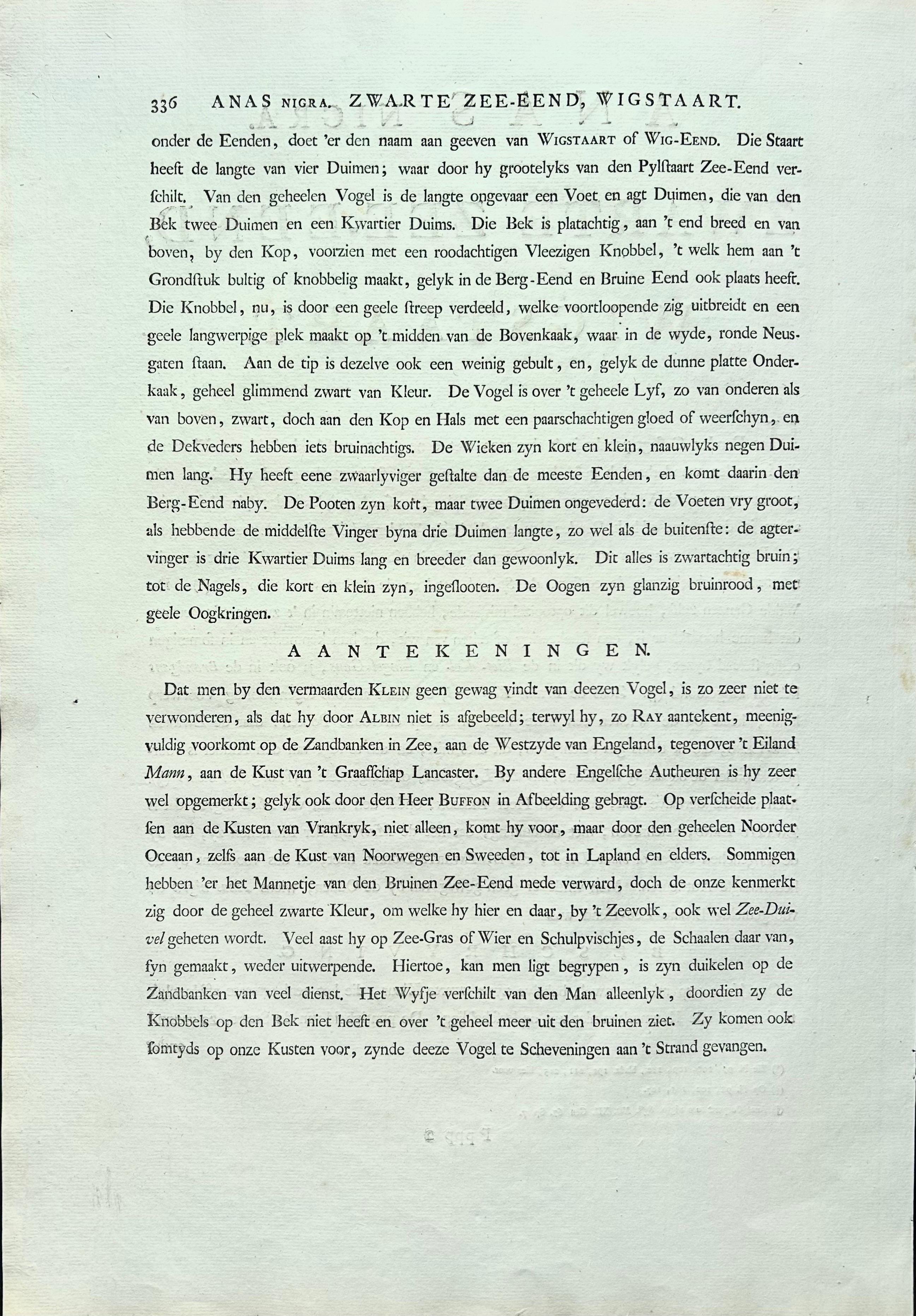 Common Scoter – Antique Bird Print ‘Anas Nigra’ by Nozeman & Sepp, 1770 For Sale 7