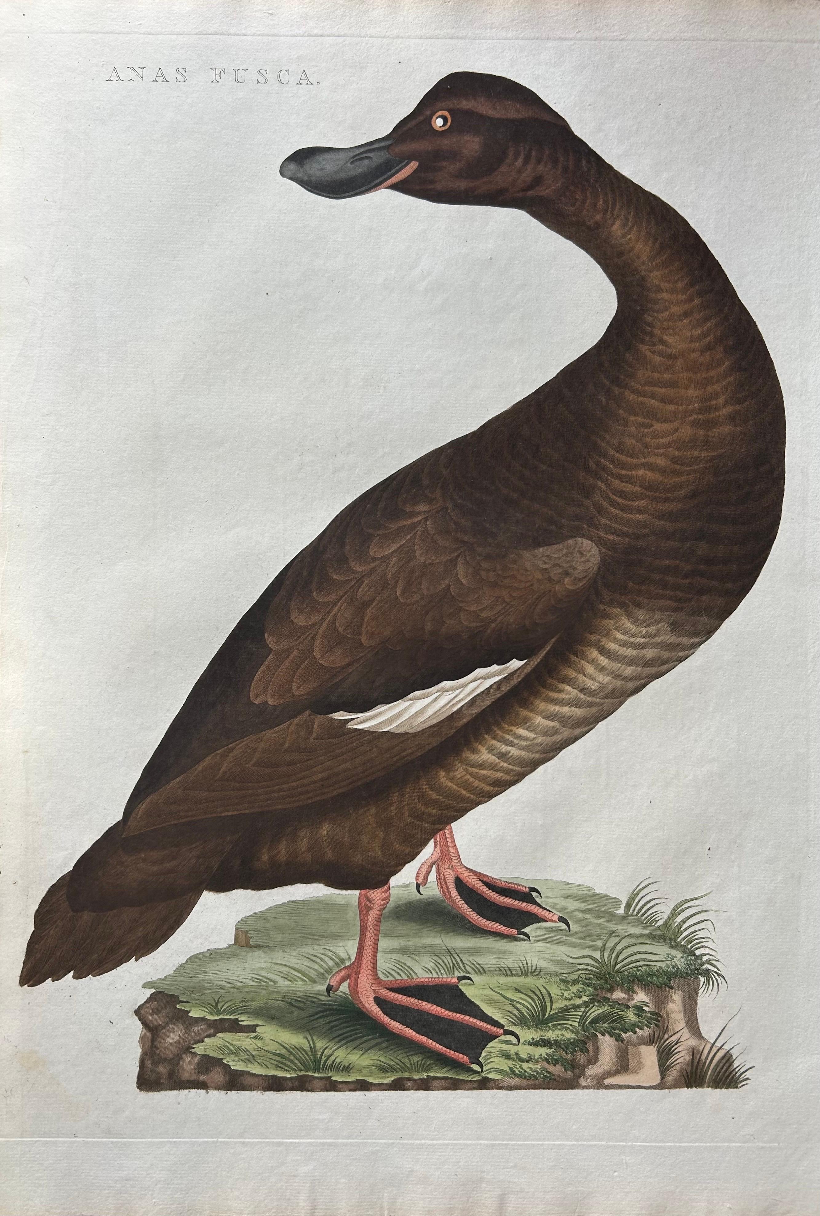Dutch Antique Bird Print – Velvet Scoter Anas Fusca by Nozeman & Sepp, 1770 For Sale