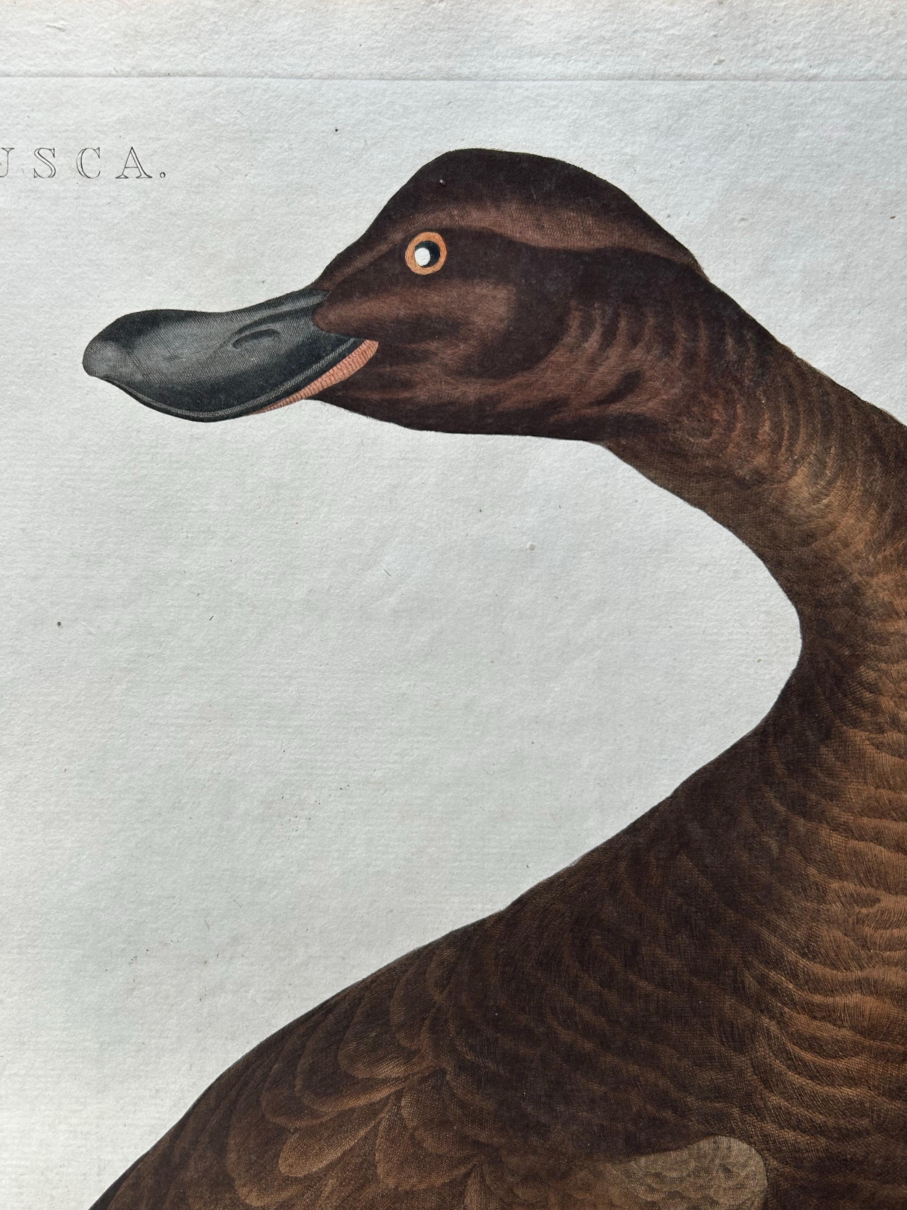 Antique Bird Print – Velvet Scoter Anas Fusca by Nozeman & Sepp, 1770 In Good Condition For Sale In Langweer, NL
