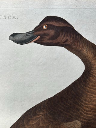 Antique Bird Print, Velvet Scoter Anas Fusca by Nozeman & Sepp, 1770, view 4