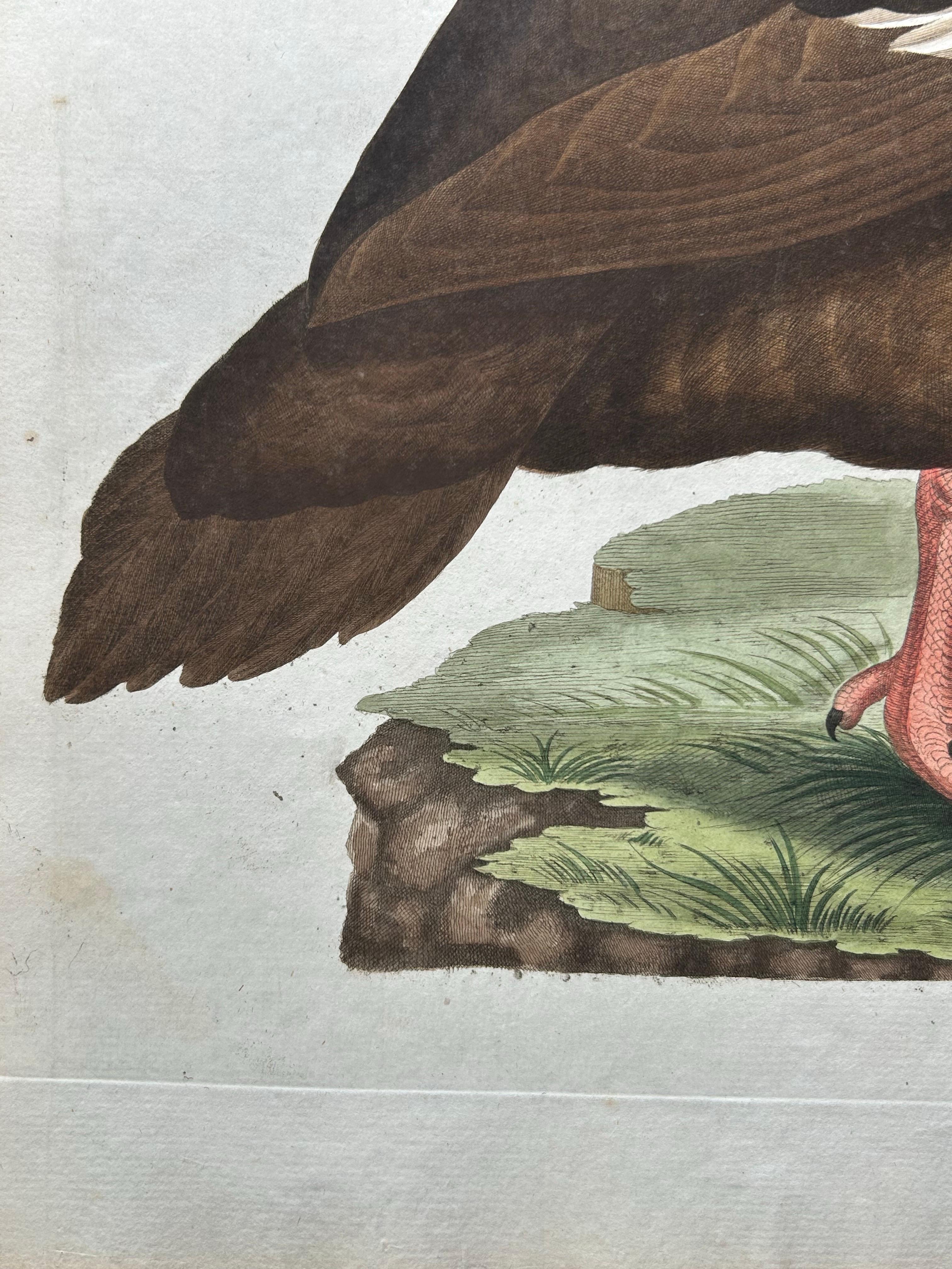 18th Century Antique Bird Print – Velvet Scoter Anas Fusca by Nozeman & Sepp, 1770 For Sale