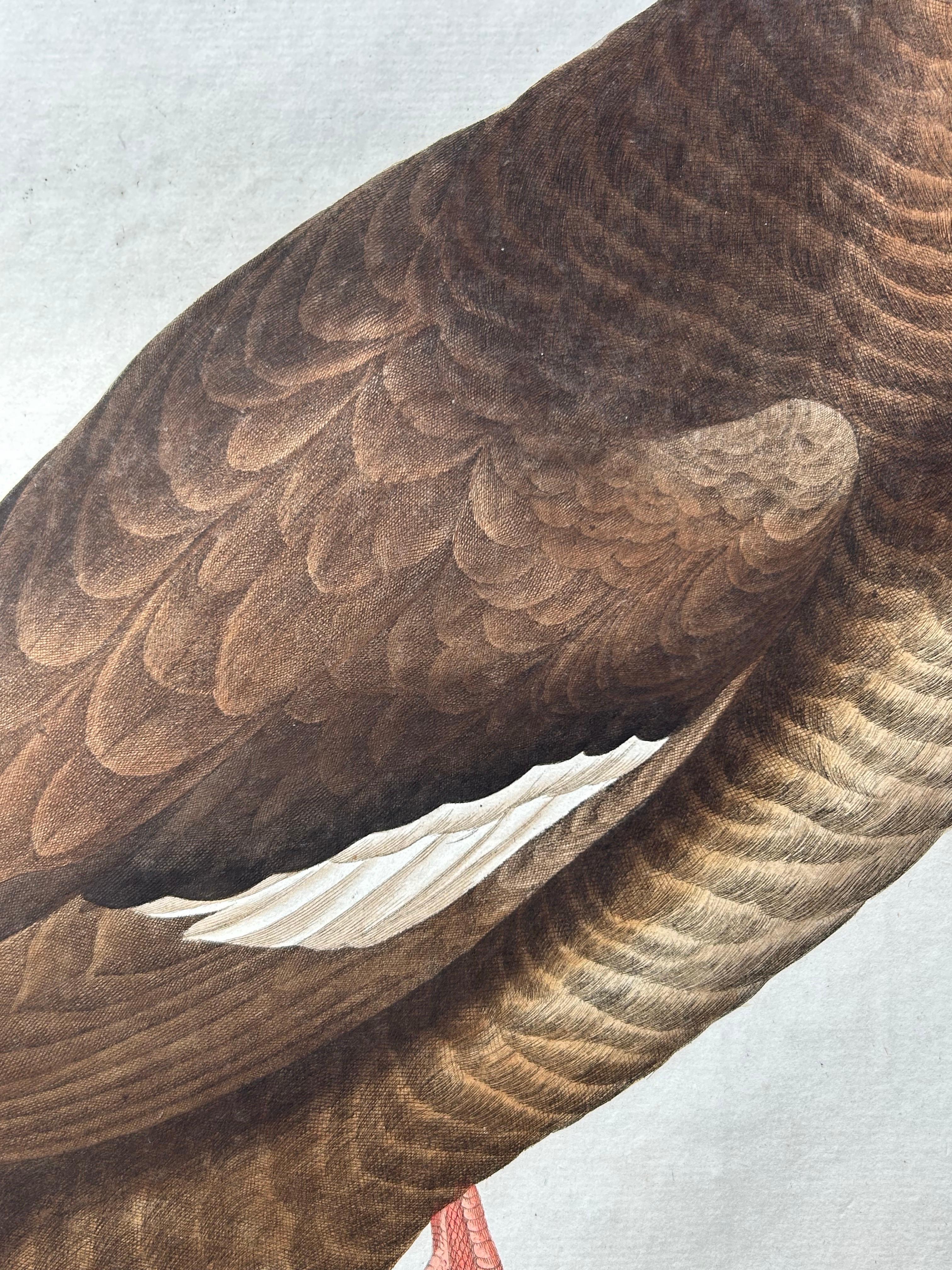 Paper Antique Bird Print – Velvet Scoter Anas Fusca by Nozeman & Sepp, 1770 For Sale