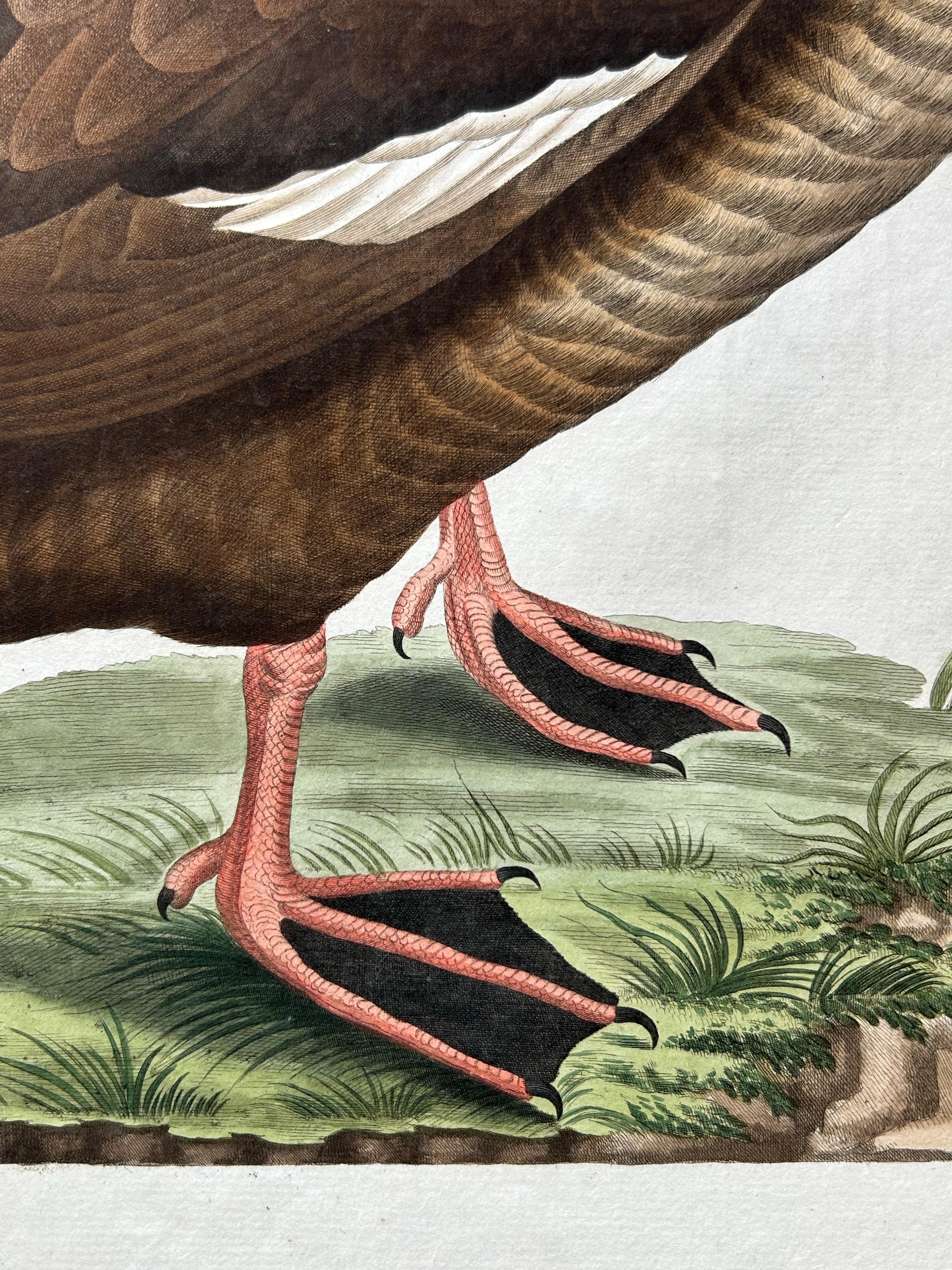 Antique Bird Print – Velvet Scoter Anas Fusca by Nozeman & Sepp, 1770 For Sale 1