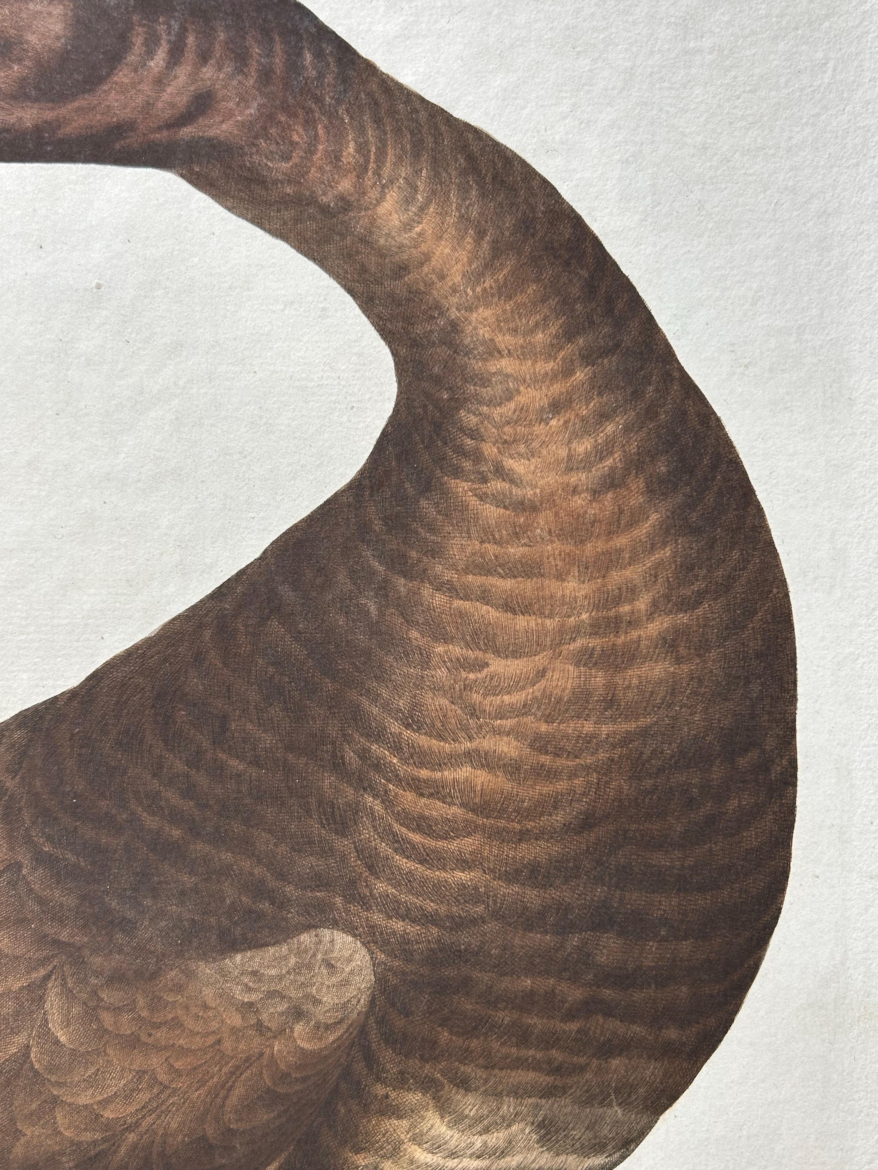 Antique Bird Print – Velvet Scoter Anas Fusca by Nozeman & Sepp, 1770 For Sale 2